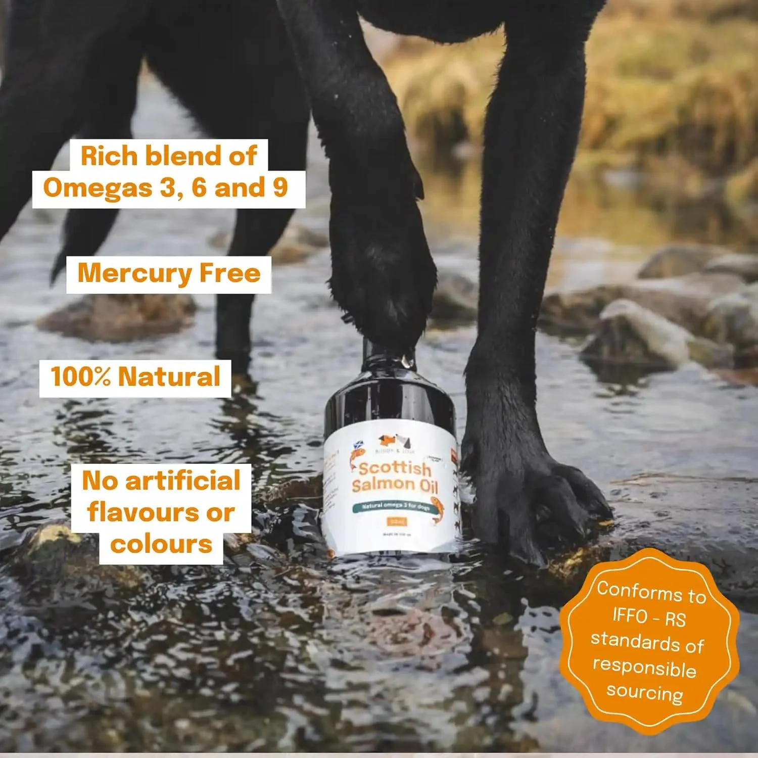 روغن ماهی سالمون اسکاتلندی خالص با گرید غذایی بادی اند لولا برای سگ ها و حیوانات خانگی (500 میلی لیتر) - امگا 3، 6 و 9 طبیعی برای پوشش براق، پوست و مفاصل بهتر، کاهش خارش و بهبود سلامت شناختی