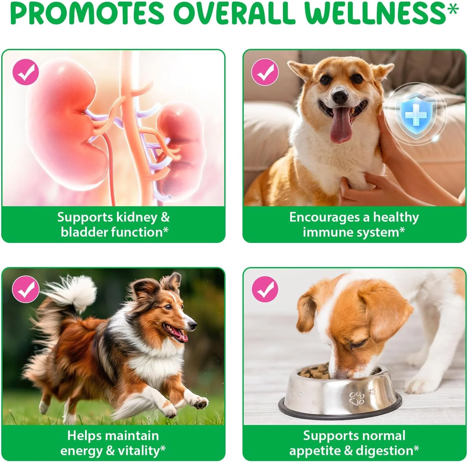 محلول تقویت مثانه و کلیه سگ ها، درمان ۱۰۰٪ طبیعی مجاری ادراری سگ ها ۶۰ میلی لیتر، پشتیبانی از عملکرد سالم کلیه و مراقبت از عفونت ادراری سگ با رهمانیا، تقویت کننده سیستم ایمنی سگ با رادیکس آستراگالی