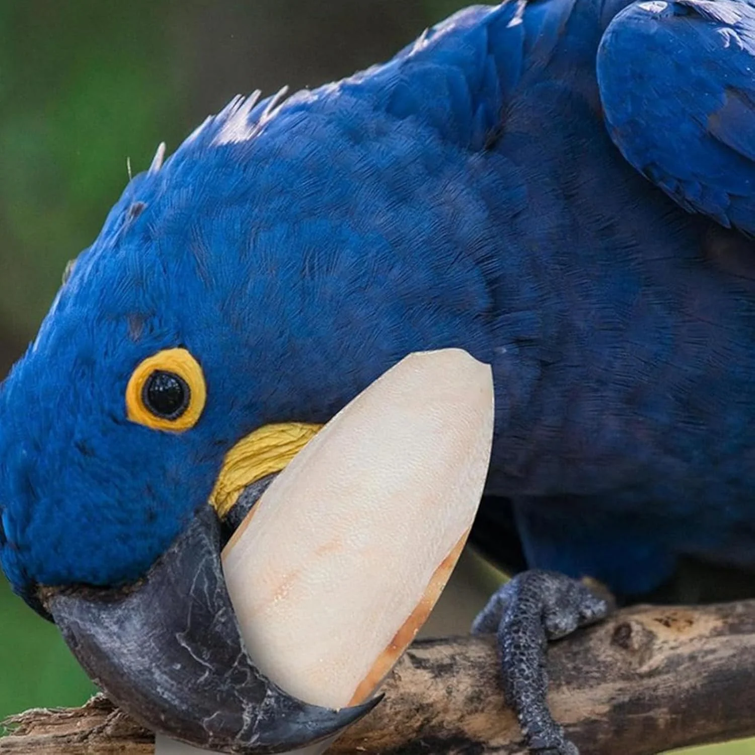 استخوان سپیداج برای پرندگان - بسته 10 عددی، اسباب بازی قفس و نشیمنگاه پرنده - لوازم تغذیه حیوانات خانگی، استخوان سپیداج برای لاک پشت ها، طوطی ها، پرندگان، همسترها، حلزون ها استخوان سپیداج برای پرندگان - بسته 10 عددی، اسباب بازی قفس و نشیمنگاه پرنده - لوازم تغذیه حیوانات خانگی، استخوان سپیداج برای لاک پشت ها، طوطی ها، پرندگان، همسترها، حلزون ها