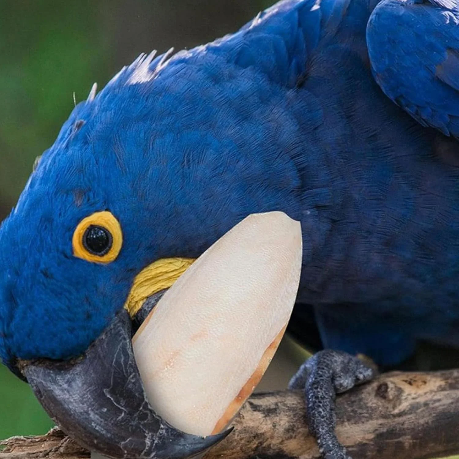 استخوان سپیداج برای لاک پشت، 2 عدد استخوان لاک پشت، سنگ ساب نوک مرغ عشق 15-20 سانتی متری برای حیوانات خزنده، طوطی، آکواریوم، قناری و عروس هلندی استخوان سپیداج برای لاک پشت، 2 عدد استخوان لاک پشت، سنگ ساب نوک مرغ عشق 15-20 سانتی متری برای حیوانات خزنده، طوطی، آکواریوم، قناری و عروس هلندی