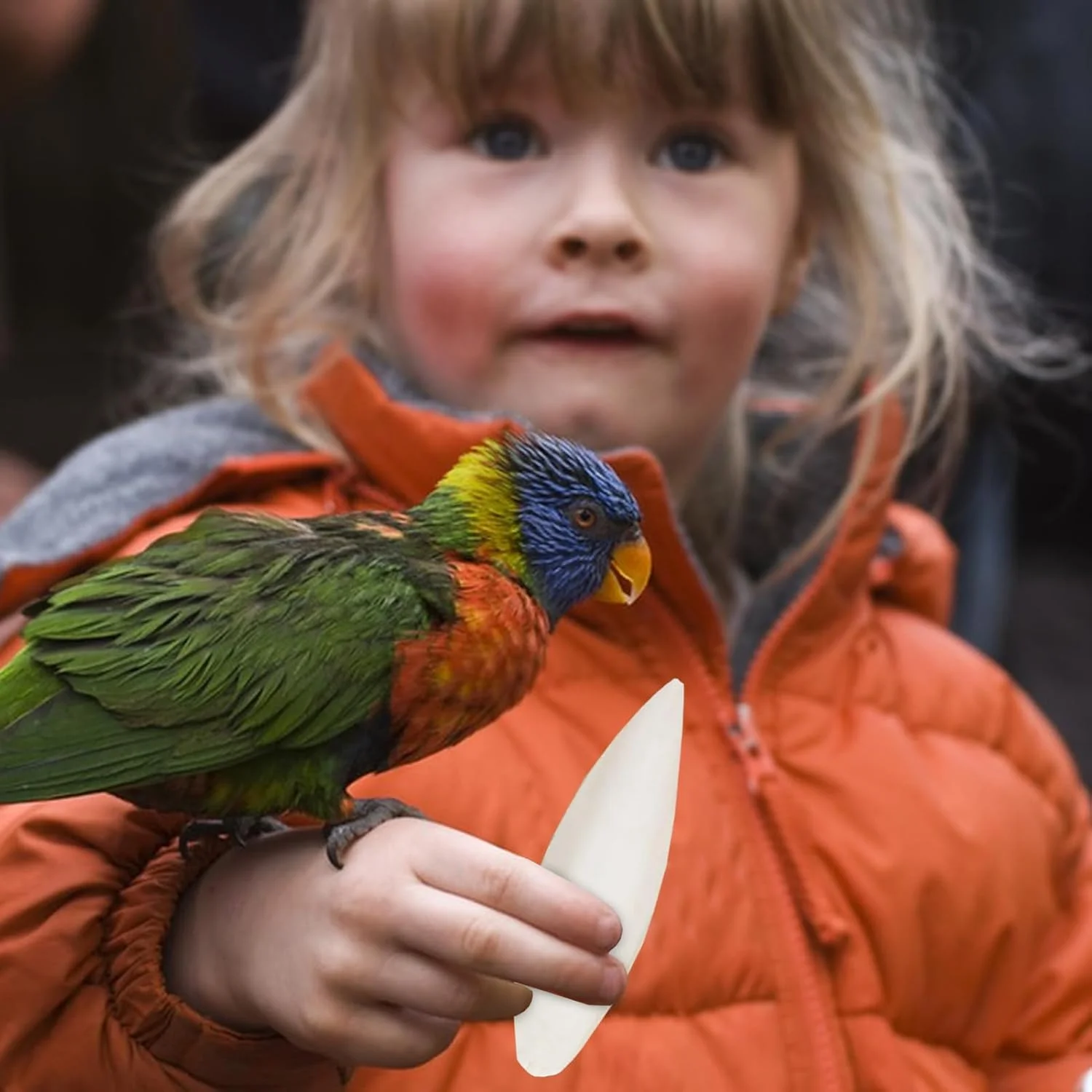 استخوان سپیداج برای پرندگان - کلسیم طبیعی برای طوطی ها، 4 عدد مکمل غذایی کلسیم برای پرندگان خانگی، برای مرغ عشق، گنجشک، طوطی، کانور و باجریگار استخوان سپیداج برای پرندگان - کلسیم طبیعی برای طوطی ها، 4 عدد مکمل غذایی کلسیم برای پرندگان خانگی، برای مرغ عشق، گنجشک، طوطی، کانور و باجریگار
