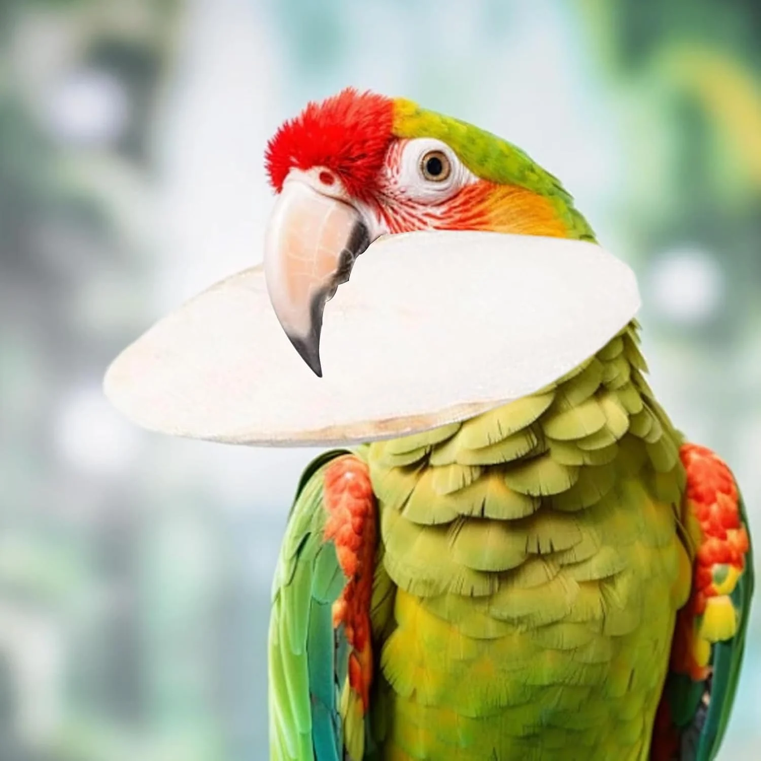 استخوان سپیداج برای پرندگان - بسته 10 عددی، اسباب بازی قفس و نشیمنگاه پرنده - لوازم تغذیه حیوانات خانگی، استخوان سپیداج برای لاک پشت ها، طوطی ها، پرندگان، همسترها، حلزون ها استخوان سپیداج برای پرندگان - بسته 10 عددی، اسباب بازی قفس و نشیمنگاه پرنده - لوازم تغذیه حیوانات خانگی، استخوان سپیداج برای لاک پشت ها، طوطی ها، پرندگان، همسترها، حلزون ها