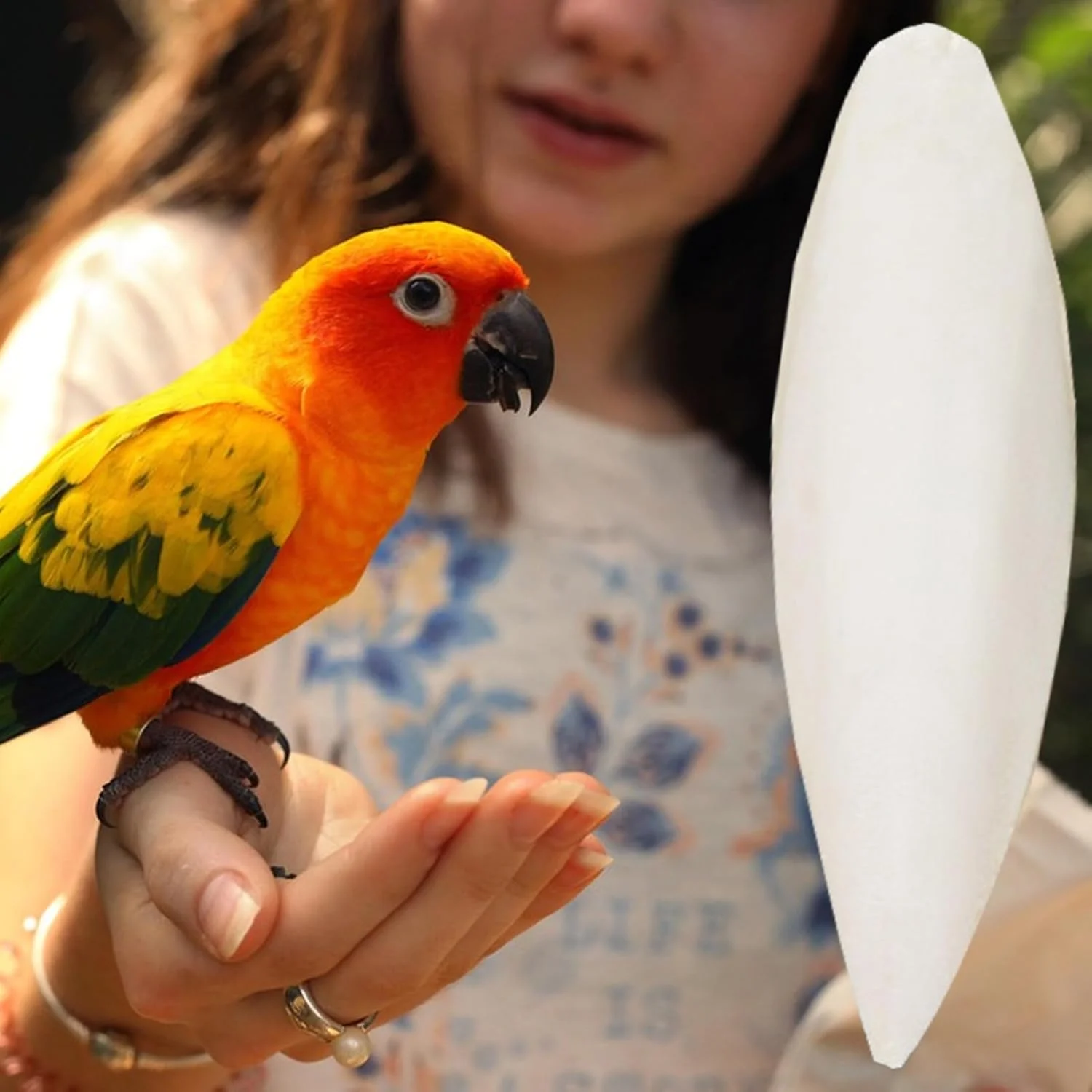 استخوان سپیداج برای پرندگان - کلسیم طبیعی برای طوطی ها، 4 عدد مکمل غذایی کلسیم برای پرندگان خانگی، برای مرغ عشق، گنجشک، طوطی، کانور و باجریگار استخوان سپیداج برای پرندگان - کلسیم طبیعی برای طوطی ها، 4 عدد مکمل غذایی کلسیم برای پرندگان خانگی، برای مرغ عشق، گنجشک، طوطی، کانور و باجریگار