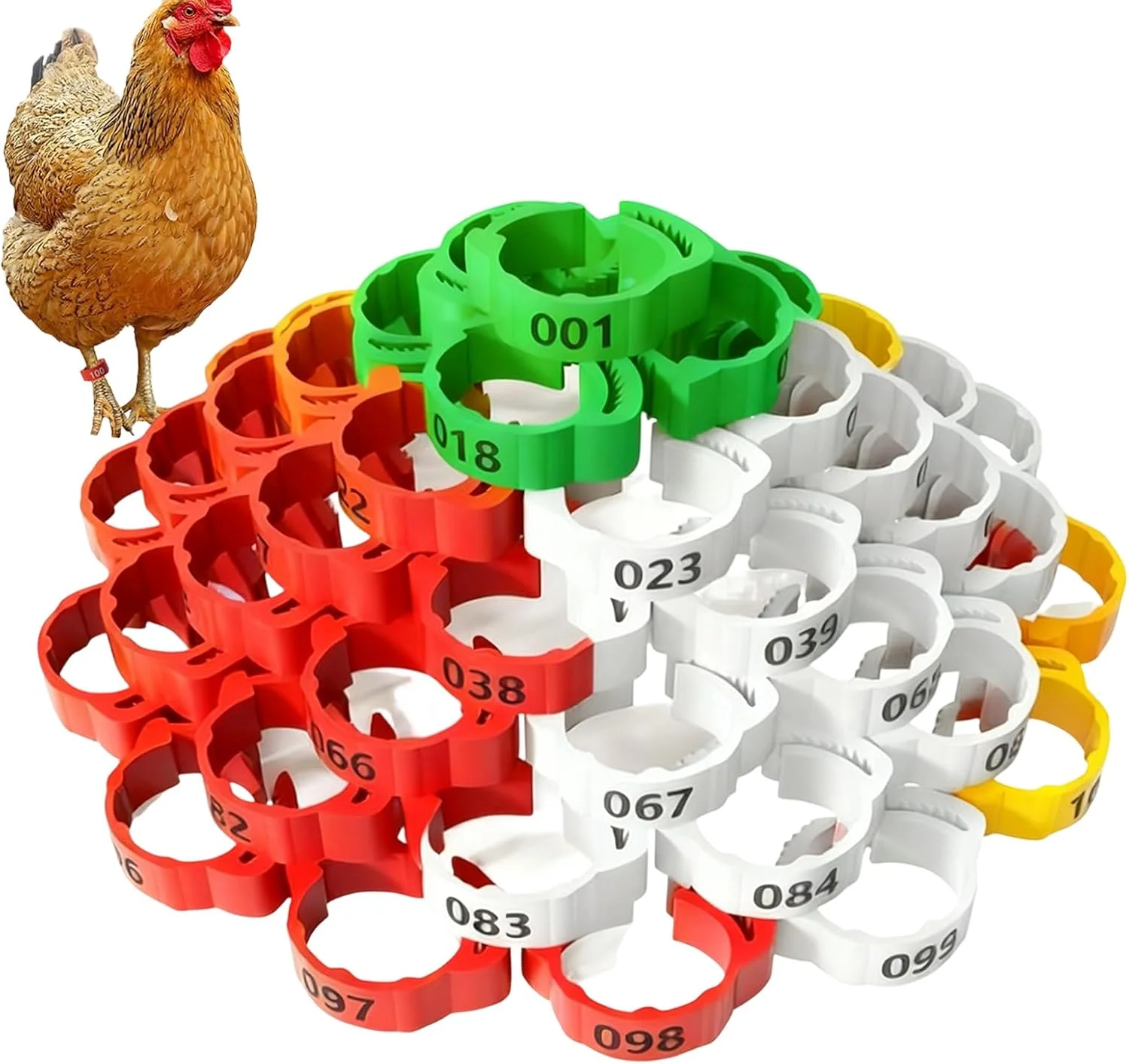 300 عدد حلقه پای مرغ، حلقه های پای طیور قابل تنظیم ارتقا یافته چند رنگ با شماره برای جوجه ها، بوقلمون ها، غازها و اردک ها 300 عدد حلقه پای مرغ، حلقه های پای طیور قابل تنظیم ارتقا یافته چند رنگ با شماره برای جوجه ها، بوقلمون ها، غازها و اردک ها
