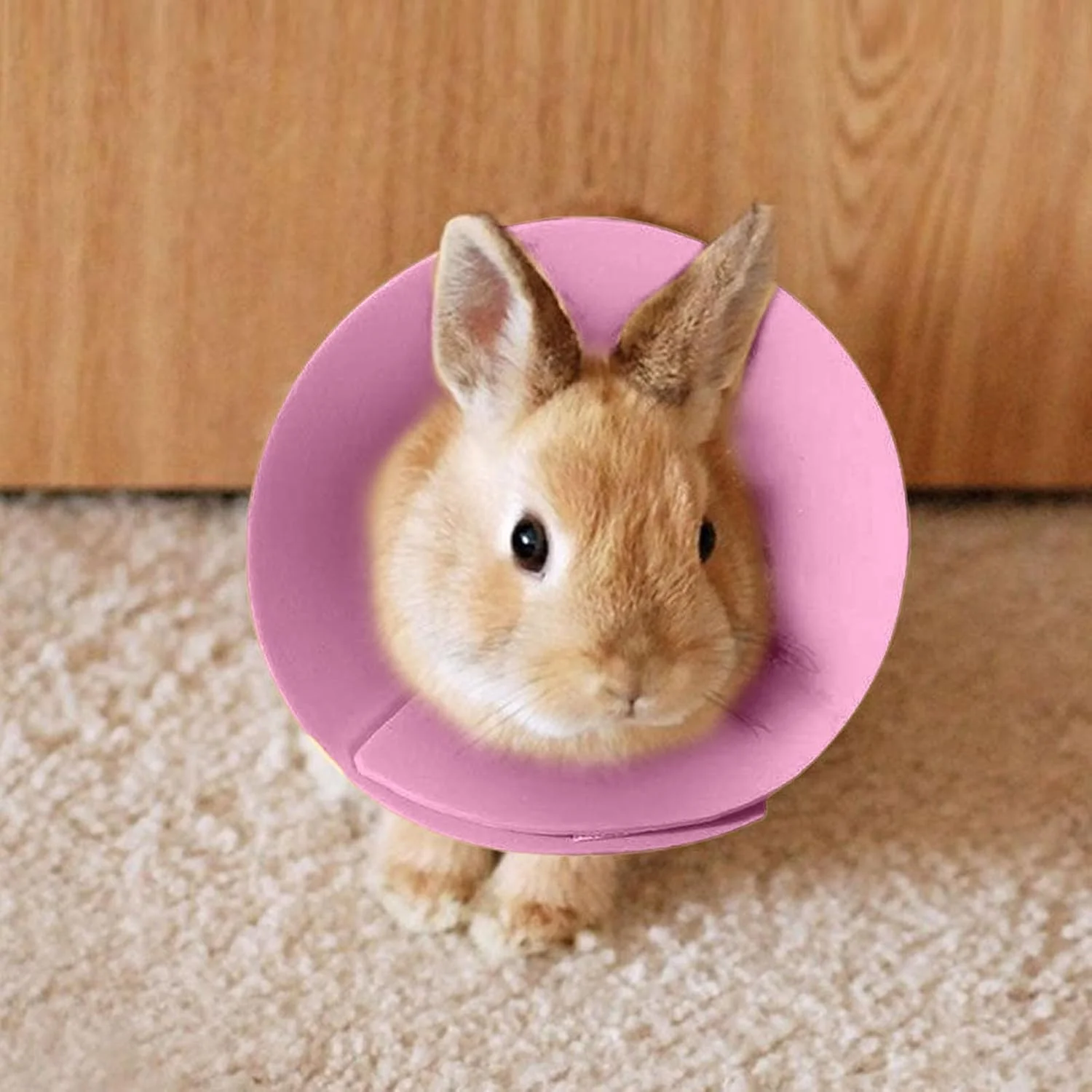 طوق گردنی مخروطی همستر، طوق الیزابتی ضد لیسیدن همستر، گردنبند حیوانات کوچک ضد گاز گرفتن برای جلوگیری از ریزش مو مناسب گربه، خرگوش، راسو، مرغ عشق، موش، طوطی، آموزش روزانه طوق گردنی مخروطی همستر، طوق الیزابتی ضد لیسیدن همستر، گردنبند حیوانات کوچک ضد گاز گرفتن برای جلوگیری از ریزش مو مناسب گربه، خرگوش، راسو، مرغ عشق، موش، طوطی، آموزش روزانه