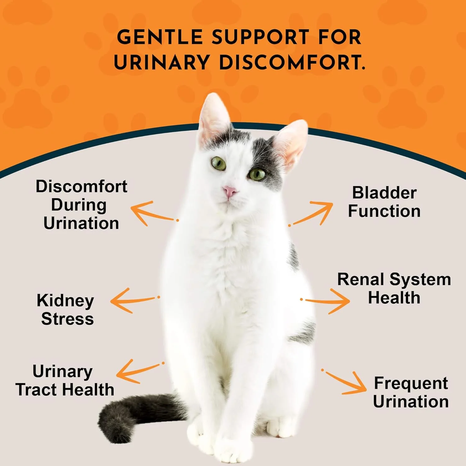 تونیک گیاهی Animal Essentials برای سگ و گربه، سلامت دستگاه ادراری، پشتیبانی از کلیه، گیاهان درجه انسانی 100% ارگانیک - 2 fl oz