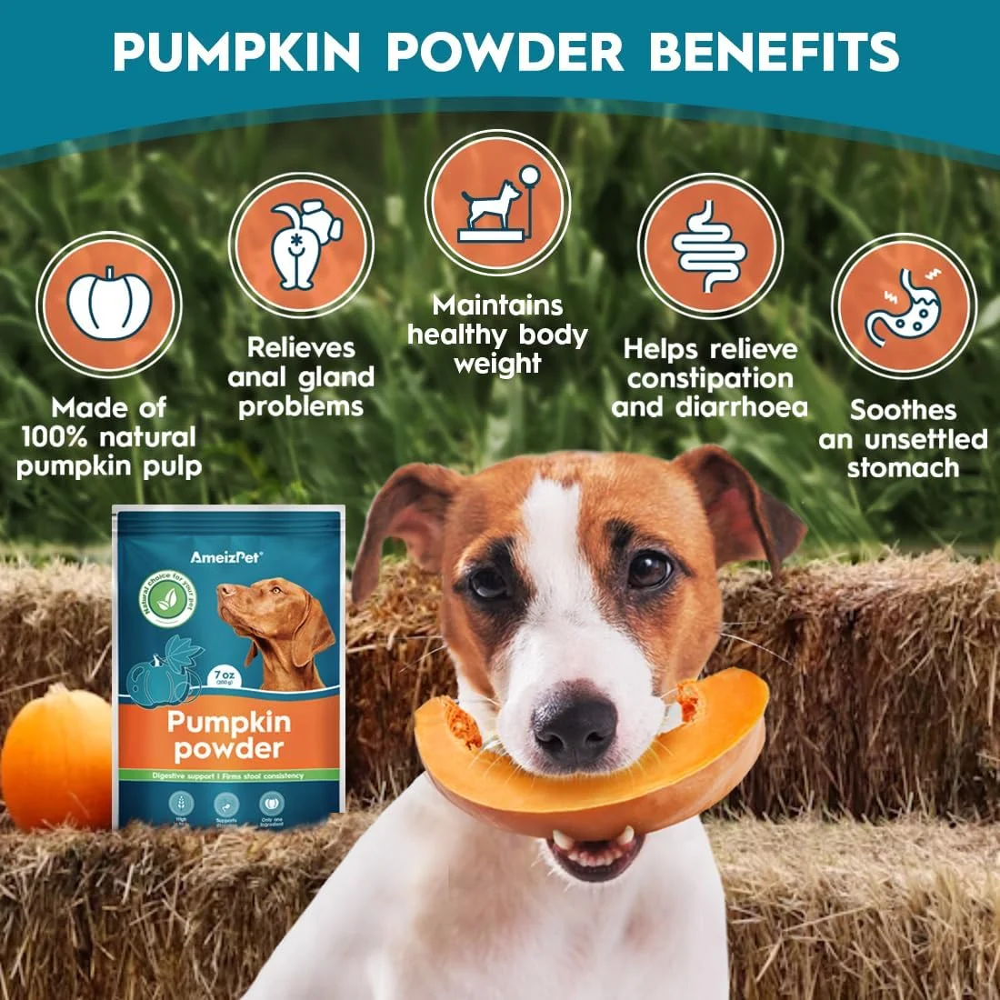 پودر کدو تنبل AmeizPet برای سگ ها، برای تهیه پوره کدو تنبل، پودر پالپ کدو تنبل 100% برای سلامت روده سگ، جایگزین کدو تنبل کنسرو شده تهیه شده از پالپ 200 گرم (7 اونس)