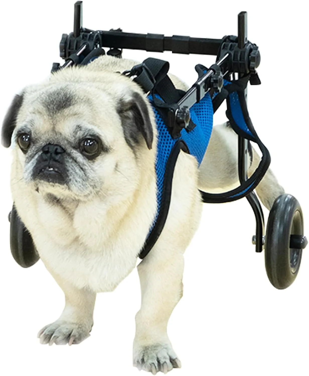 ویلچر حیوانات خانگی، ویلچر سگ، ویلچر سگ برای پاهای عقب، ارابه حیوانات خانگی قابل تنظیم، کمک به حیوان خانگی فلج برای ایستادن دوباره روی پاهایش، پشتیبانی از پا و لگن (متوسط)