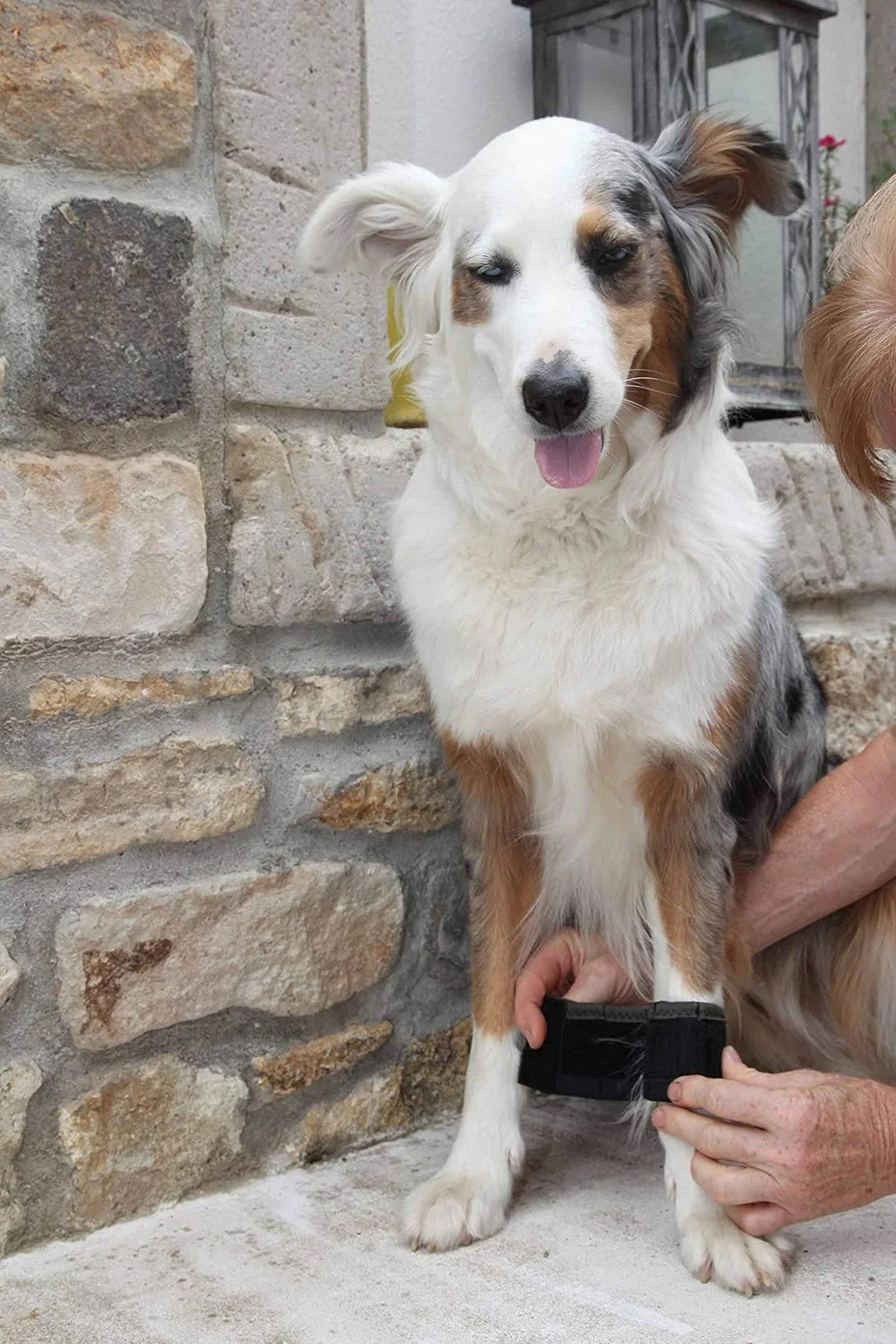 بند/بازوبند تمرینی وزنه دار Nature Pet Therapy برای سگ ها (M)