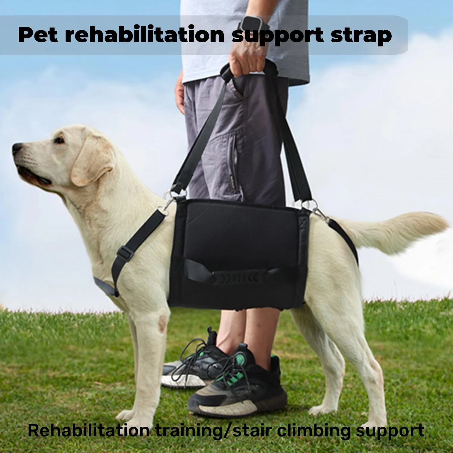 کمک حرکتی سگ، کمک پیاده روی سگ، هارنس بالابر سگ با دسته، جلو، عقب یا تمام بدن برای سگ های مسن، آسیب های مفصلی، سگ های معلول آبی M