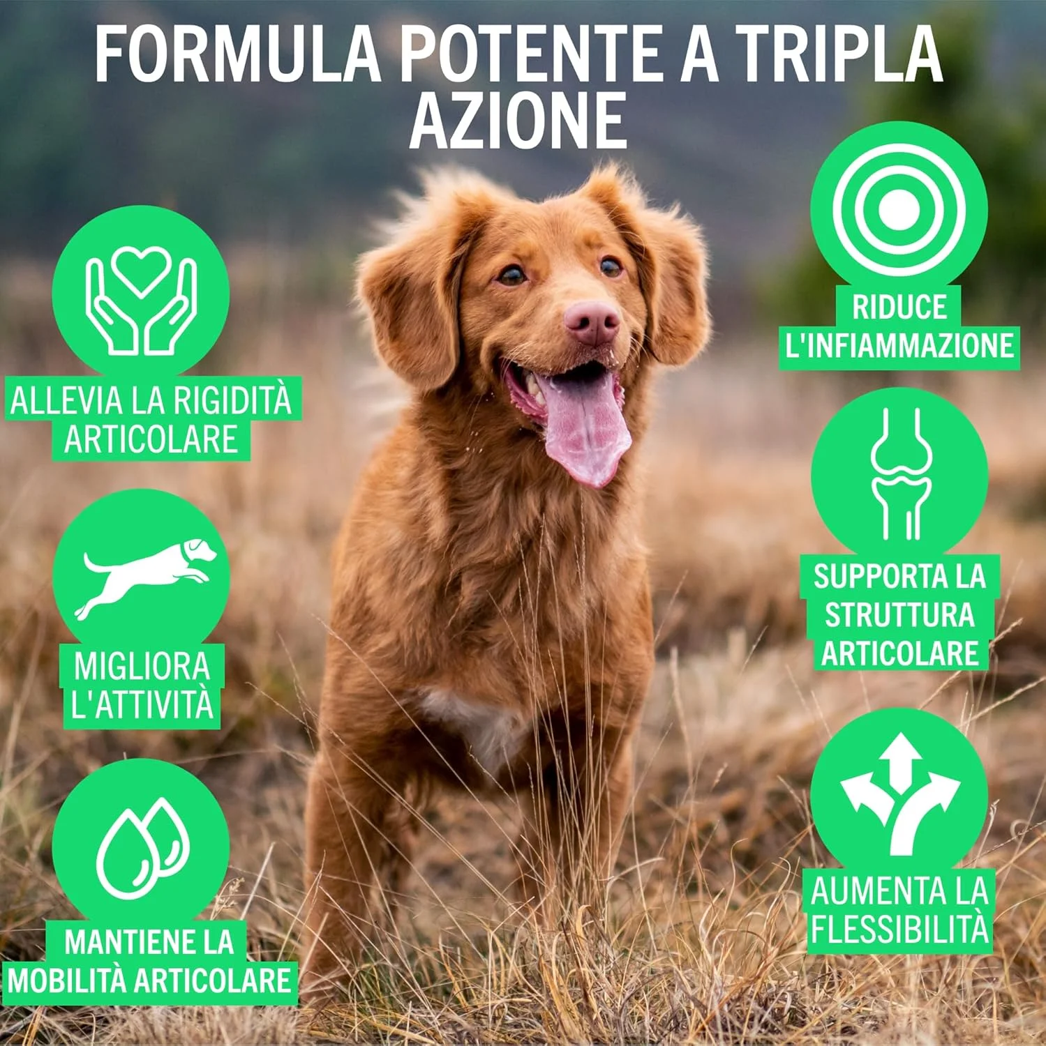مکمل مفاصل سگ های جوان و فعال. فرمول سه گانه با صدف لب سبز و گلوکزامین برای مراقبت از مفاصل سگ. کمک به مفاصل خشک، پشتیبانی از ساختار مفاصل و حفظ تحرک.