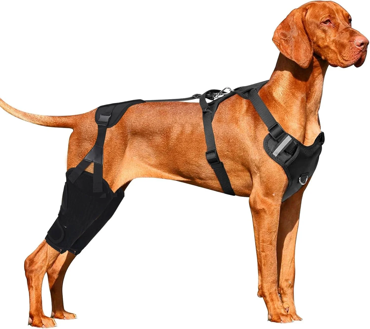 زانوبند پا سگ، بریس ACL سگ برای پای عقب، بریس پشتیبانی پای سگ برای پارگی ACL، دررفتگی کشکک، دیسپلازی مفصل ران و آرتروز سگ، قابل تنظیم زانوبند پا سگ، بریس ACL سگ برای پای عقب، بریس پشتیبانی پای سگ برای پارگی ACL، دررفتگی کشکک، دیسپلازی مفصل ران و آرتروز سگ، قابل تنظیم