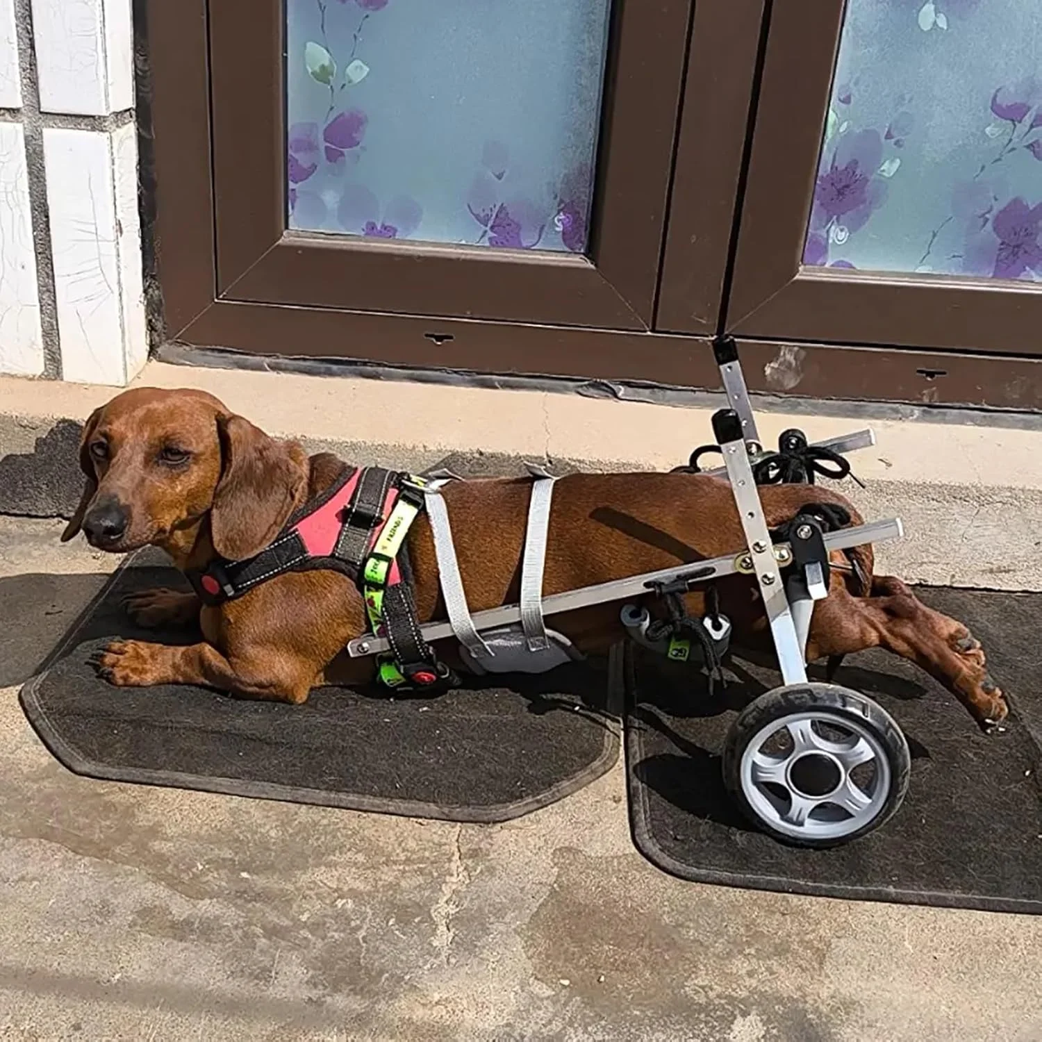 ویلچر سگ داشهوند برای پاهای عقب، کمک حرکتی 2 چرخ برای فعالیت سگ، پشتیبانی از لگن، بریس پای سگ قابل تنظیم، وزن سبک (سایز S)
