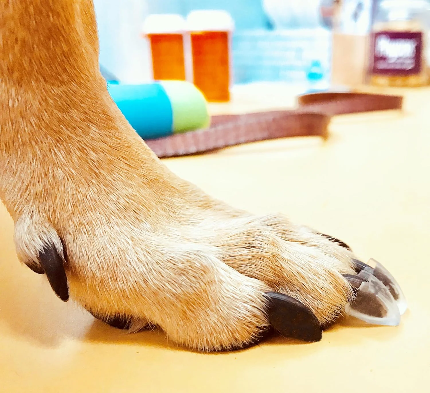 پدهای انگشت سگ دکتر مک هنری، مجموعه 24 عددی با چسب و برس تمیز کننده، افزایش کشش و ثبات روی سطوح لغزنده، پشتیبانی از کشش و تحرک سگ های مسن، سایز خیلی بزرگ - وزن: 27-68 کیلوگرم