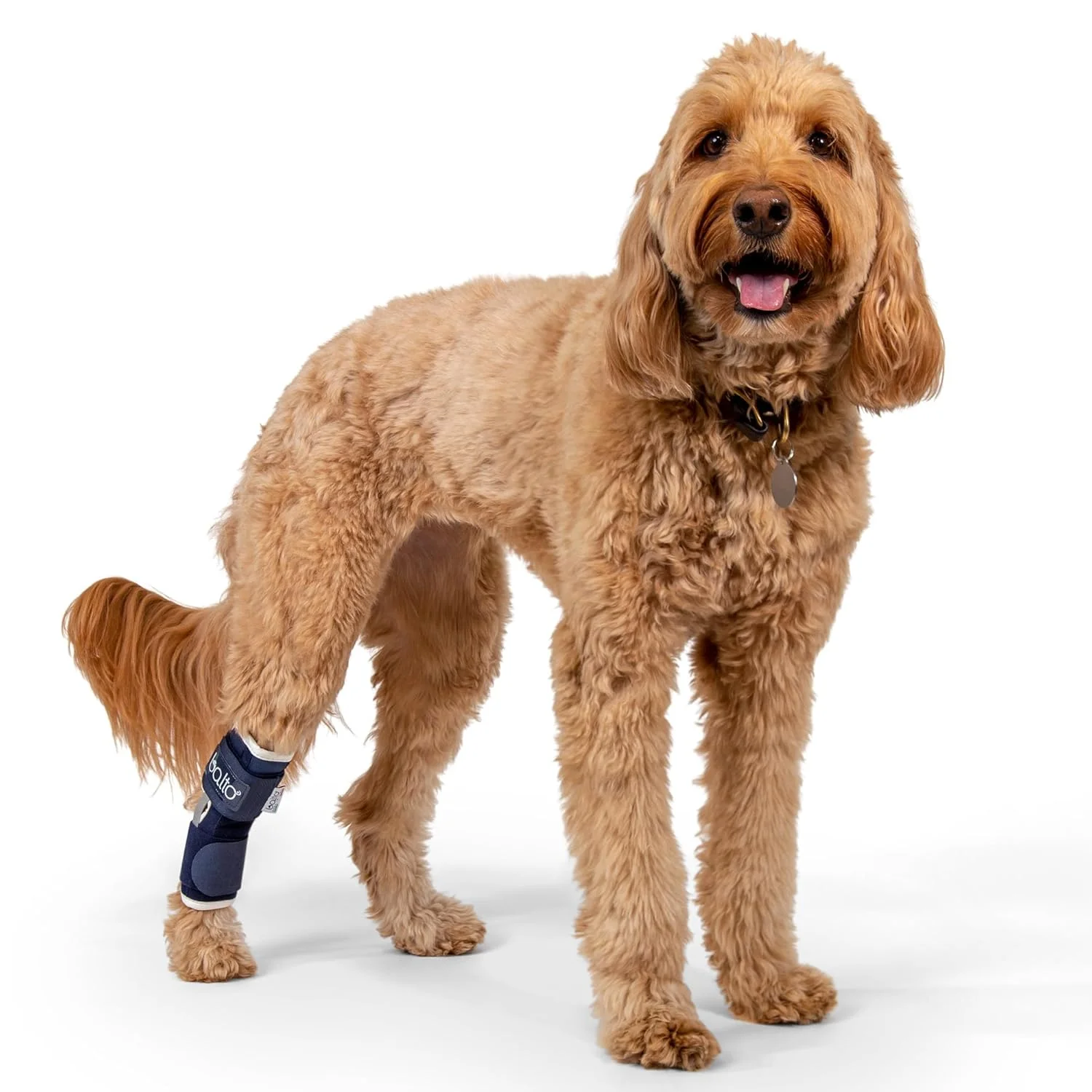 مچ بند سگ و گربه بالتو - مچ بند سگ - مچ بند گربه - با آتل های آلومینیومی - قبل/بعد از جراحی به حمایت از آرتروز و مفاصل ناپایدار کمک می کند - پشتیبانی از پای عقب (خیلی خیلی کوچک) مچ بند سگ و گربه بالتو - مچ بند سگ - مچ بند گربه - با آتل های آلومینیومی - قبل/بعد از جراحی به حمایت از آرتروز و مفاصل ناپایدار کمک می کند - پشتیبانی از پای عقب (خیلی خیلی کوچک)