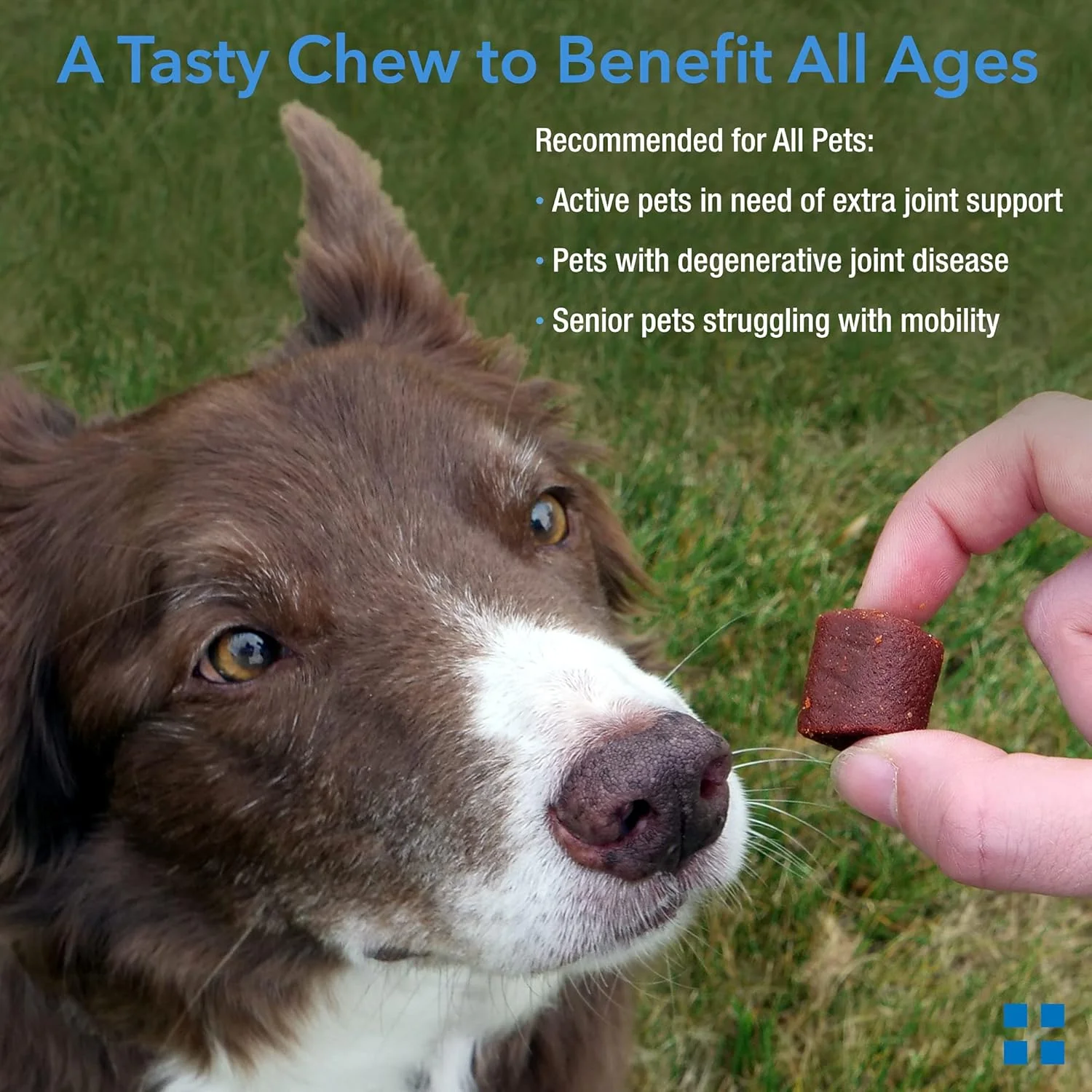 فرمول مفصلی Krillex و روغن کریل امگا 3 Animal Pharmaceuticals برای سگ ها و گربه ها - گلوکزامین برای سگ ها - کندرویتین، MSM و اسید هیالورونیک برای مراقبت از مفاصل - جویدنی با طعم پنیر - 60 عدد، 450 گرم