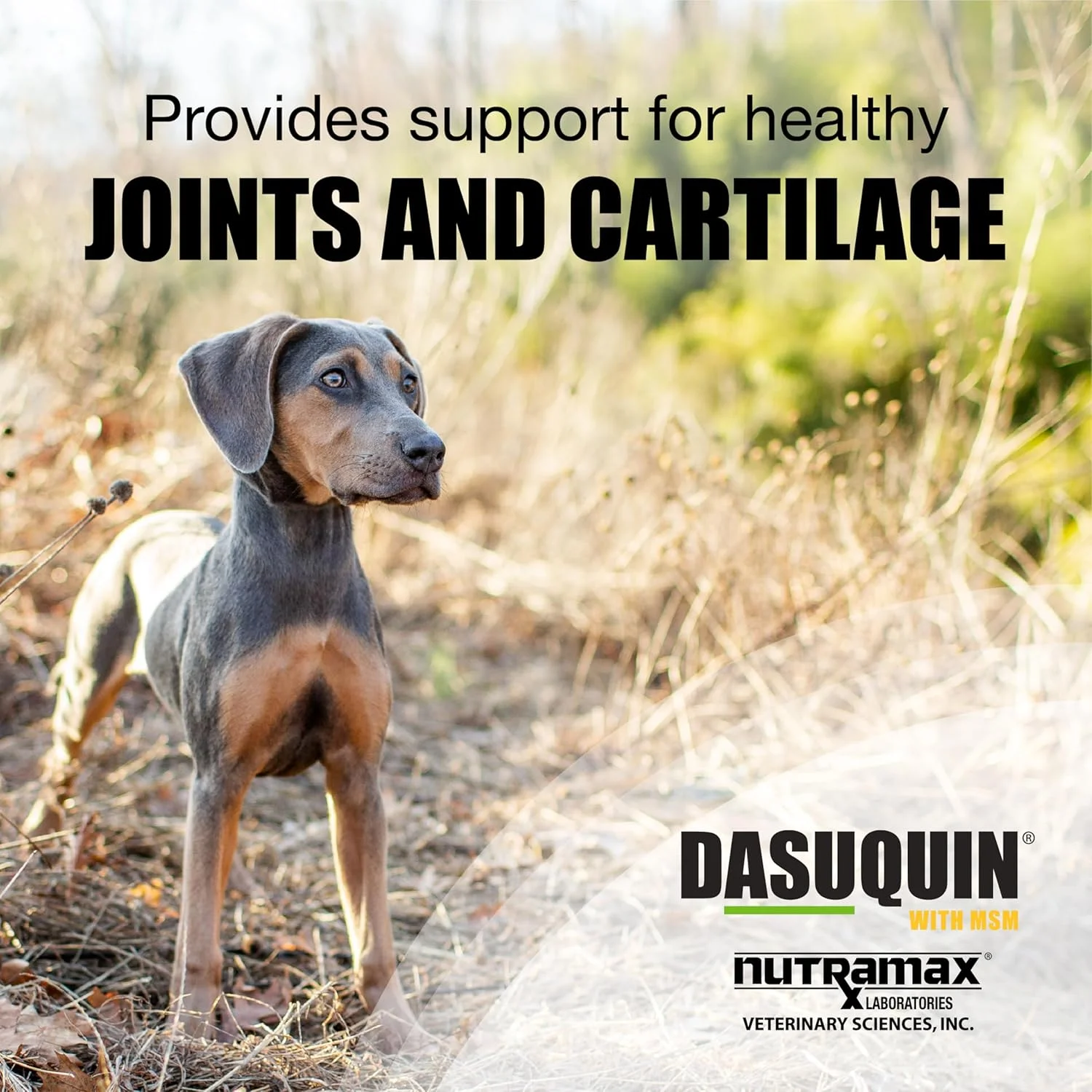 قرص های جویدنی نوترا مکس داسوکوئین با MSM، مناسب سگ های کوچک/متوسط، 84 عدد