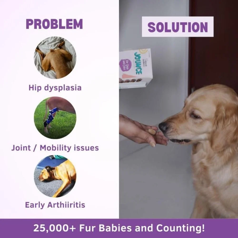 مکمل مفاصل و استخوان جانس، برای سگ ها و گربه ها، گلوکزامین، کندرویتین، آشواگاندا و اسید هیالورونیک، تحرک مفاصل، روان کننده، پشتیبانی استخوان و تسکین درد، 50 قرص جویدنی