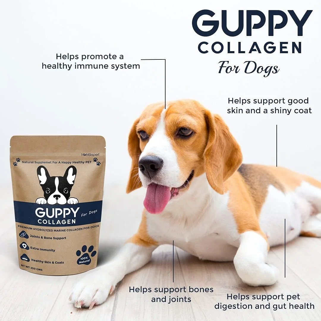 پودر کلاژن دریایی هیدرولیز شده برای سگ ها، برای سلامت استخوان و مفاصل، سلامت پوست و پوشش، سیستم گوارشی، غیر GMO، بدون گلوتن، بدون سویا - 250 گرم پودر کلاژن دریایی هیدرولیز شده برای سگ ها، برای سلامت استخوان و مفاصل، سلامت پوست و پوشش، سیستم گوارشی، غیر GMO، بدون گلوتن، بدون سویا - 250 گرم