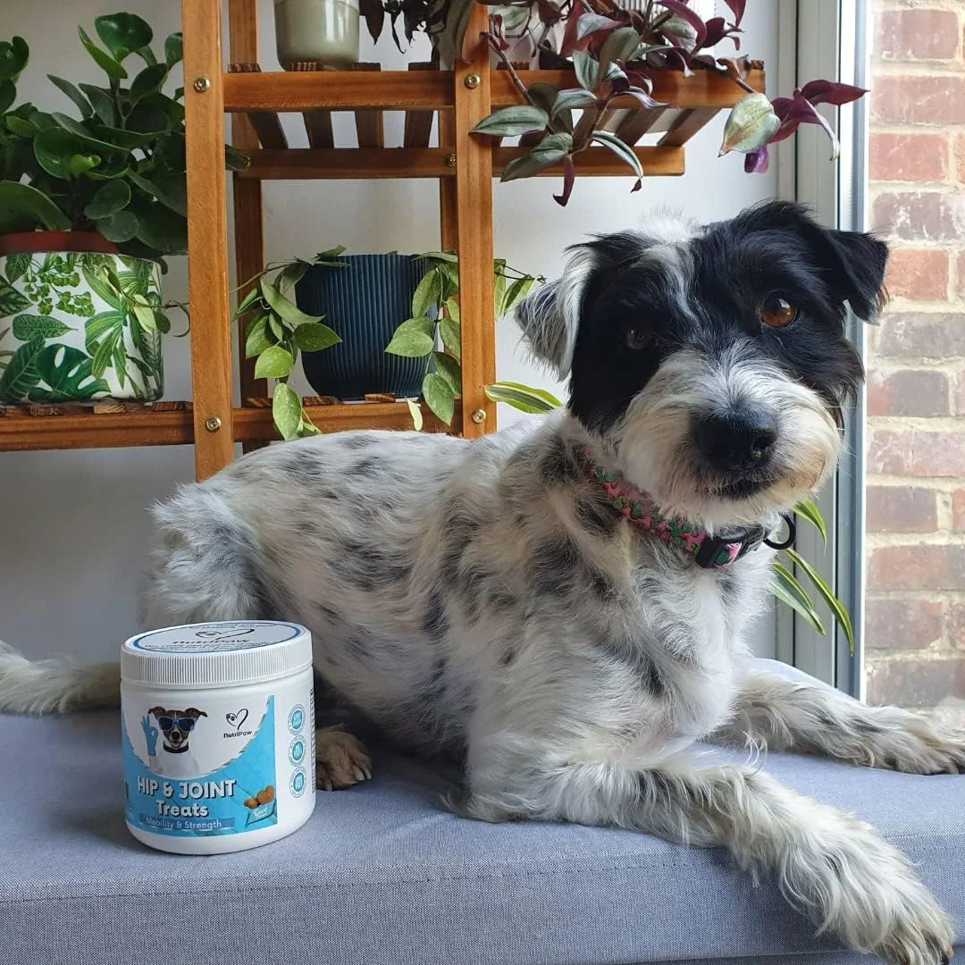 تشویقی های مفصلی و لگنی NutriPaw برای سگ ها - سفتی، قدرت، چابکی و انعطاف پذیری - مکمل مفاصل با گلوکزامین، MSM، کندرویتین و صدف لب سبز - ایده آل برای همه سگ ها
