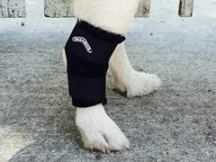 محافظ مفصل خرگوشی WALKABOUT (خیلی بزرگ، 23 تا 28 سانتی متر)