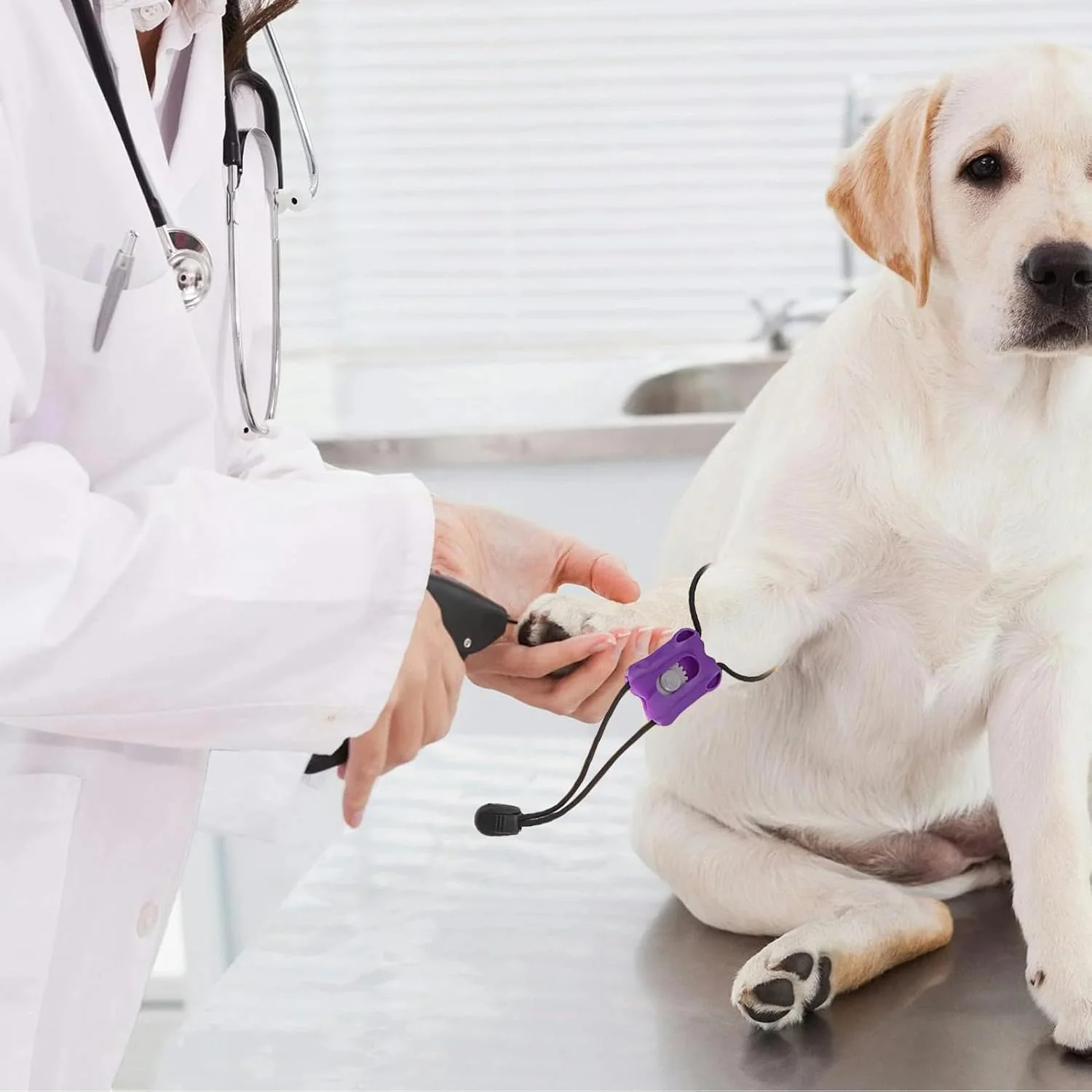 باند پانسمان سگ، ابزار حرفه ای برای حیوانات - کنترل سریع خونریزی فوری، باندهای قابل حمل برای آسیب خانگی، زخم گربه، دامپزشکی حیوانات خانگی و مسافرت سگ باند پانسمان سگ، ابزار حرفه ای برای حیوانات - کنترل سریع خونریزی فوری، باندهای قابل حمل برای آسیب خانگی، زخم گربه، دامپزشکی حیوانات خانگی و مسافرت سگ