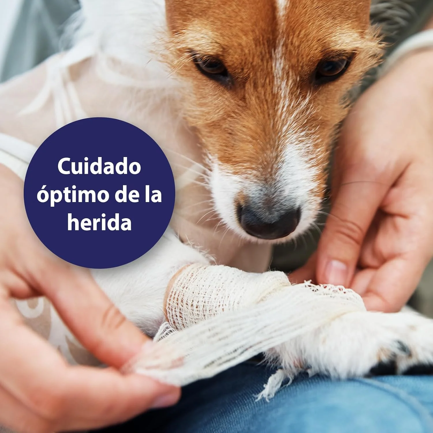 ژل ترمیم کننده زخم سگ Canosept Ardapcare حجم 20 میلی لیتر ژل ترمیم کننده زخم سگ Canosept Ardapcare حجم 20 میلی لیتر