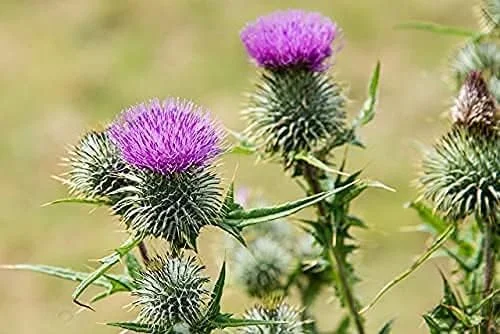 پودر خار مریم آسیاب شده سنگی خالص ۱۰۰٪ - سم زدایی کبد و سلامتی برای سگ ها و گربه ها