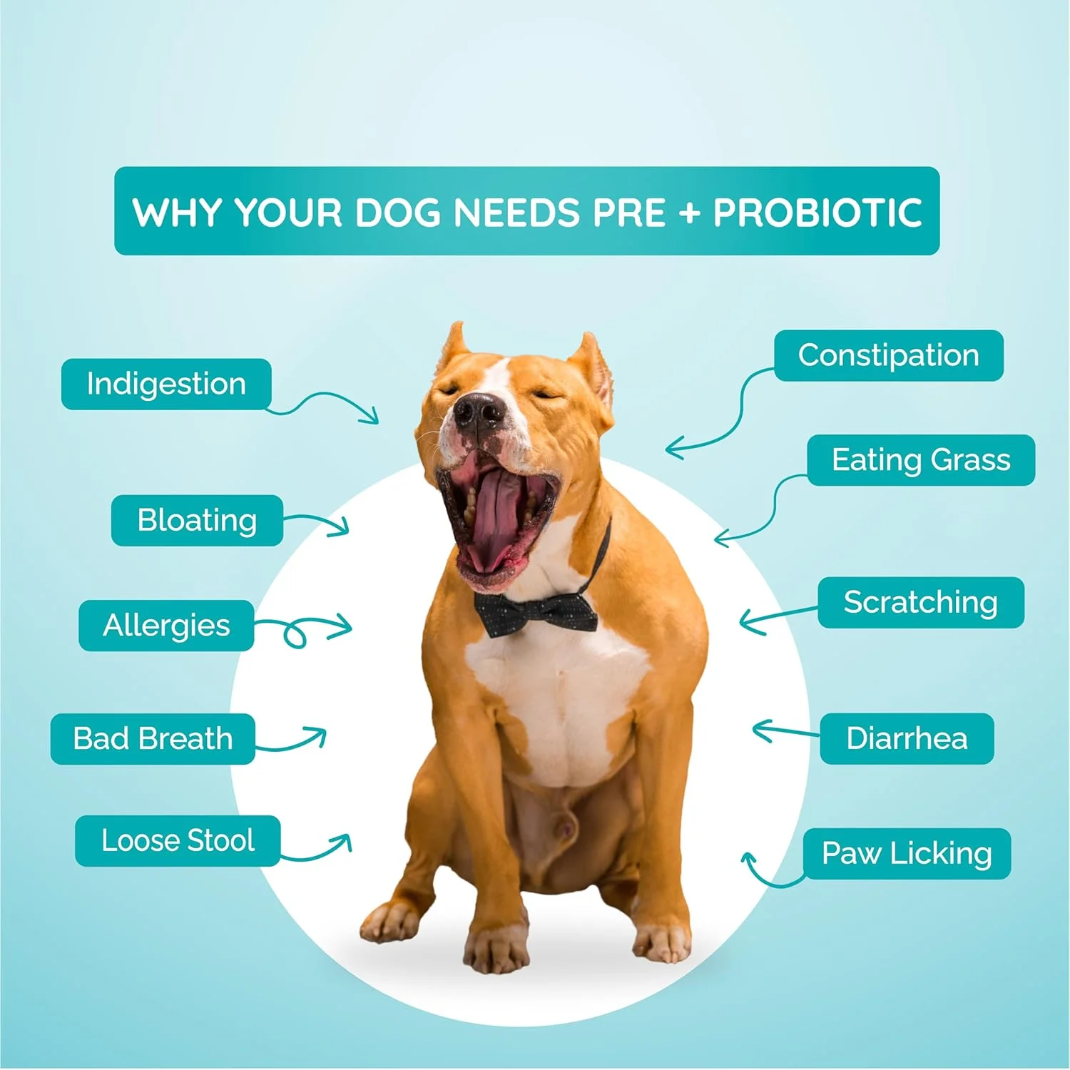 مکمل پری + پروبیوتیک و سلامت روده سگ ها | بهبود سلامتی، جذب بهینه، افزایش متابولیسم، کاهش التهاب - 120 گرم