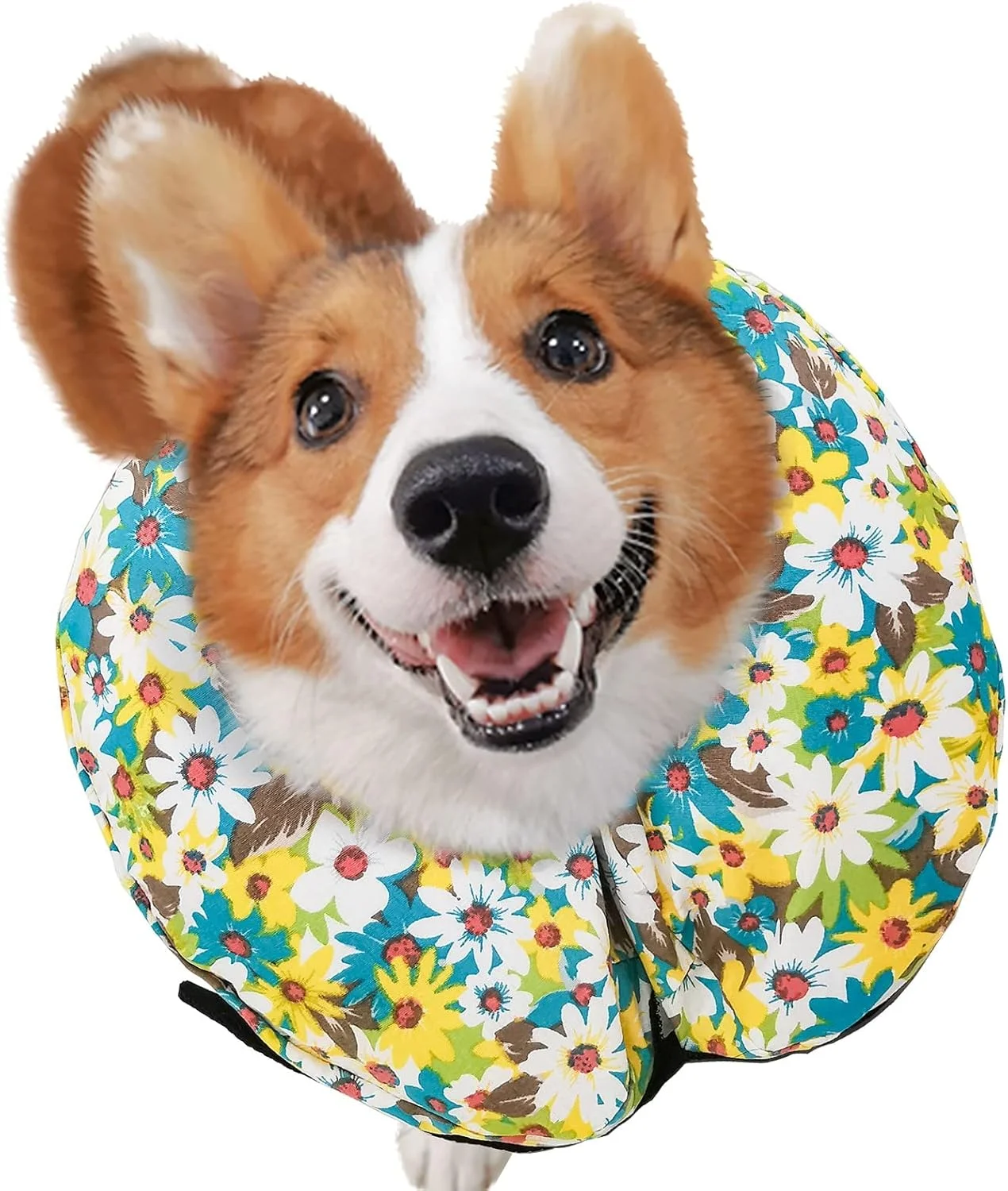 طوق محافظ بادی برای سگ ها و گربه ها - طوق نرم التیام حیوانات خانگی که مانع دید نمی شود، از تماس حیوانات خانگی با بخیه ها، زخم ها و بثورات جلوگیری می کند (طرح گل - سایز 2، دور گردن 33 تا 43 سانتی متر) طوق محافظ بادی برای سگ ها و گربه ها - طوق نرم التیام حیوانات خانگی که مانع دید نمی شود، از تماس حیوانات خانگی با بخیه ها، زخم ها و بثورات جلوگیری می کند (طرح گل - سایز 2، دور گردن 33 تا 43 سانتی متر)