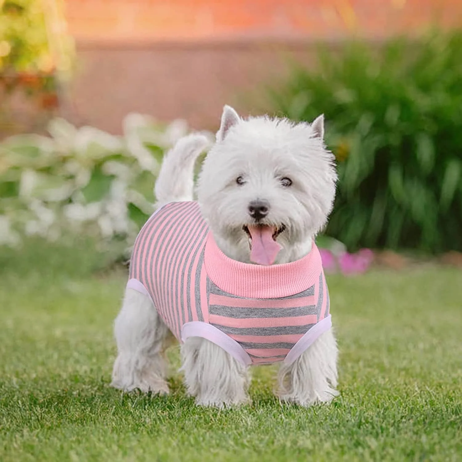 لباس نقاهت سگ و گربه کوچک KUTKUT، پیراهن بعد از جراحی برای سگ های نر و ماده، لباس محافظ زخم ضد لیسیدن جایگزین قلاده الیزابت برای سگ های کوچک (سایز: M، دور سینه: 41 سانتی متر)