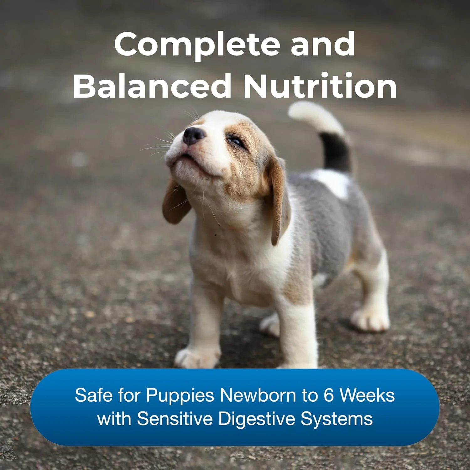 پودر شیر بز جایگزین شیر سگ پت اِی‌جی اسبیلاک - فرمول شیر برای توله سگ ها با سیستم گوارشی حساس - 150 گرم