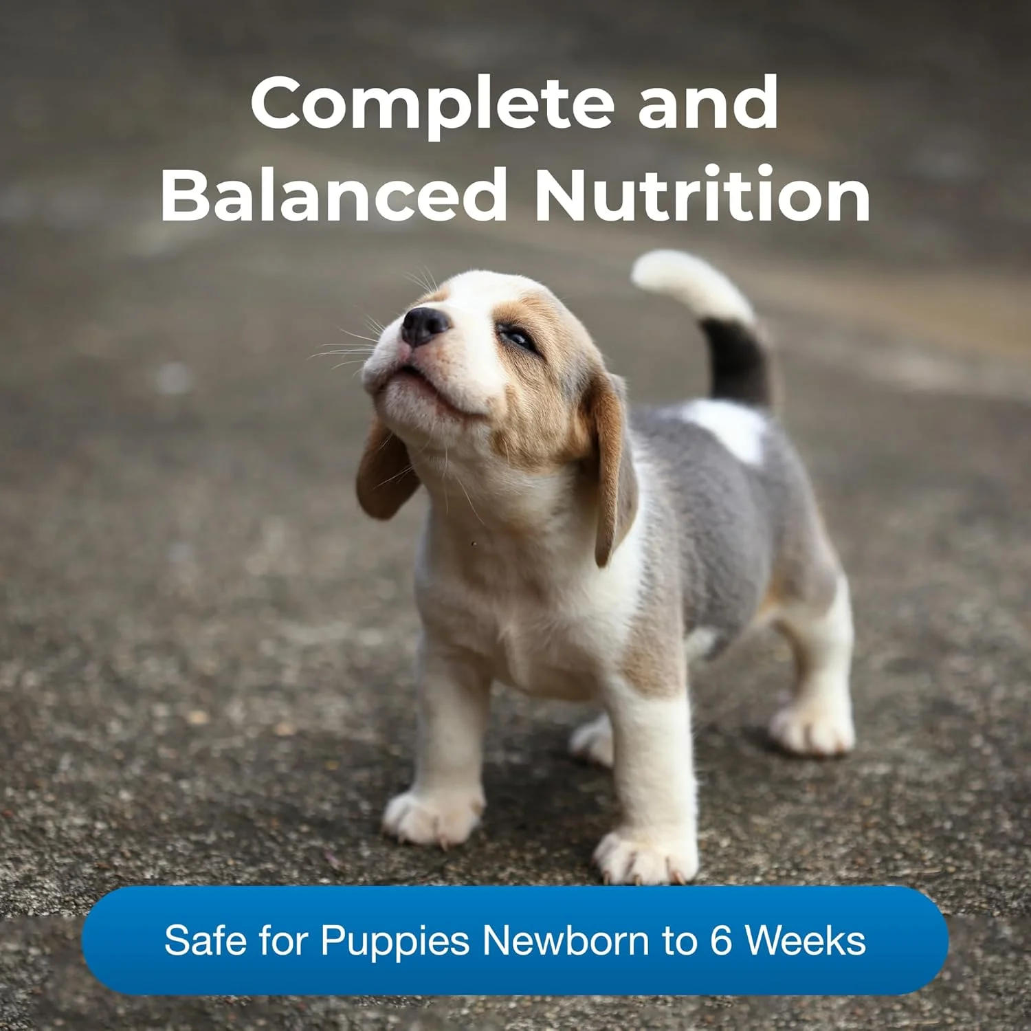 پودر پت لک پت-اَگ برای توله سگ ها - 297 گرم، بسته 2 عددی - پودر جایگزین شیر برای توله سگ های تازه متولد شده تا شش هفته - هضم آسان