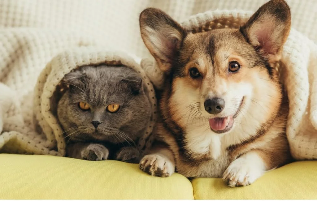 قطره چشمی حیوانات خانگی برای سگ و گربه، تسکین دهنده سوزش و آلرژی، رفع خشکی چشم و قرمزی چشم، پاک کننده لکه اشک، فرمول ایمن برای همه حیوانات خانگی 30 میلی لیتر قطره چشمی حیوانات خانگی برای سگ و گربه، تسکین دهنده سوزش و آلرژی، رفع خشکی چشم و قرمزی چشم، پاک کننده لکه اشک، فرمول ایمن برای همه حیوانات خانگی 30 میلی لیتر