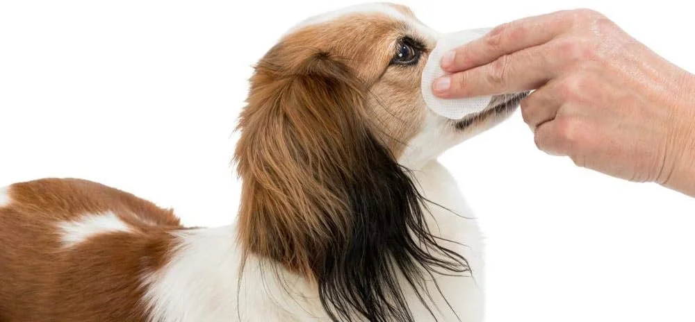 دستمال مرطوب پاک کننده چشم حیوانات خانگی Ferribiella