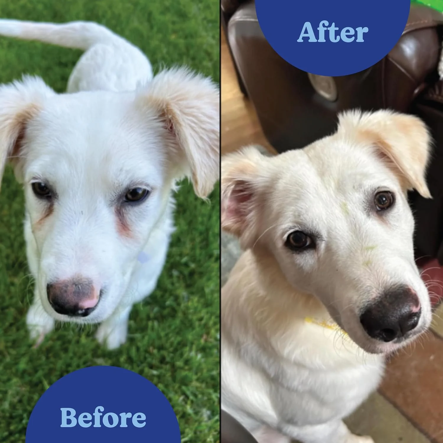 پودر مکمل از بین برنده لکه اشک Natural Plus Angels’ Eyes با طعم سیب زمینی شیرین برای سگ ها، جلوگیری از لکه دار شدن خز، حاوی گیاه فراسیون، برگ زیتون، ریشه ختمی، بدون گندم یا ذرت، مواد تشکیل دهنده محدود، گیاهی، 75 گرم پودر مکمل از بین برنده لکه اشک Natural Plus Angels’ Eyes با طعم سیب زمینی شیرین برای سگ ها، جلوگیری از لکه دار شدن خز، حاوی گیاه فراسیون، برگ زیتون، ریشه ختمی، بدون گندم یا ذرت، مواد تشکیل دهنده محدود، گیاهی، 75 گرم