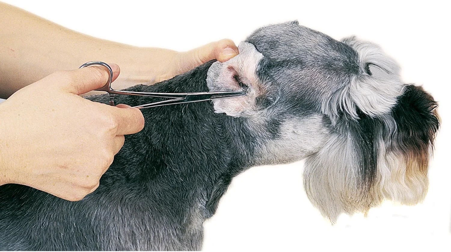 پودر گوش حرفه ای Top Performance ProEar، 28 گرم