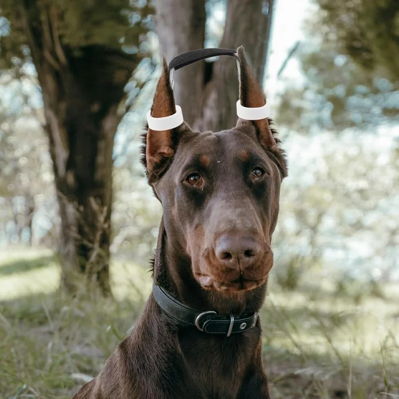 مجموعه نگهدارنده گوش سگ Toyvian قابل تنظیم برای نژادهای بزرگ و کوچک، ابزار پشتیبانی عمودی با نوار برای مراقبت از گوش توله سگ های دوبرمن و ژرمن شپرد