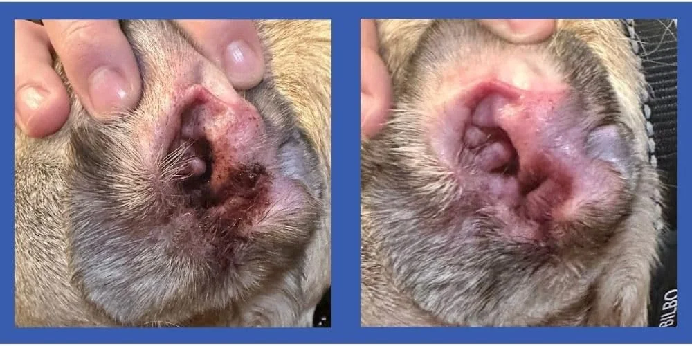 دستمال مرطوب انگشتی پاک کننده گوش سگ اسکوییش فیس – فرمول غیر آلرژی زا و کاهش دهنده تحریک، تمیز کننده و خوشبو کننده، کمک به جلوگیری از خارش و بوی گوش – برای همه نژادها! (50 عدد)