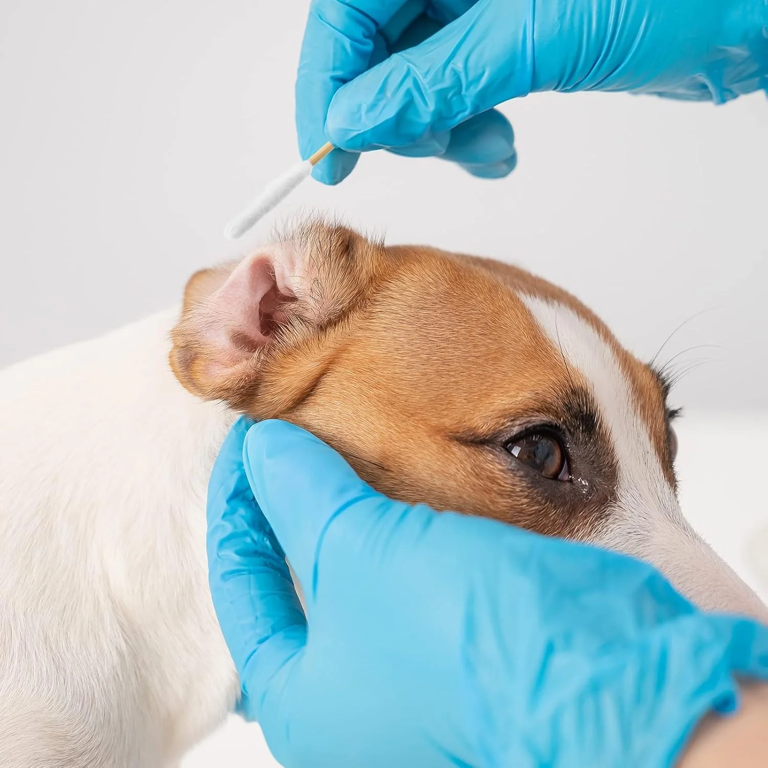 500 عدد گوش پاک کن پنبه ای برای سگ و گربه، گوش پاک کن پنبه ای حیوانات خانگی، محلول تمیز کننده گوش سگ، گوش پاک کن بلند با دسته چوبی برای مراقبت از گوش سگ