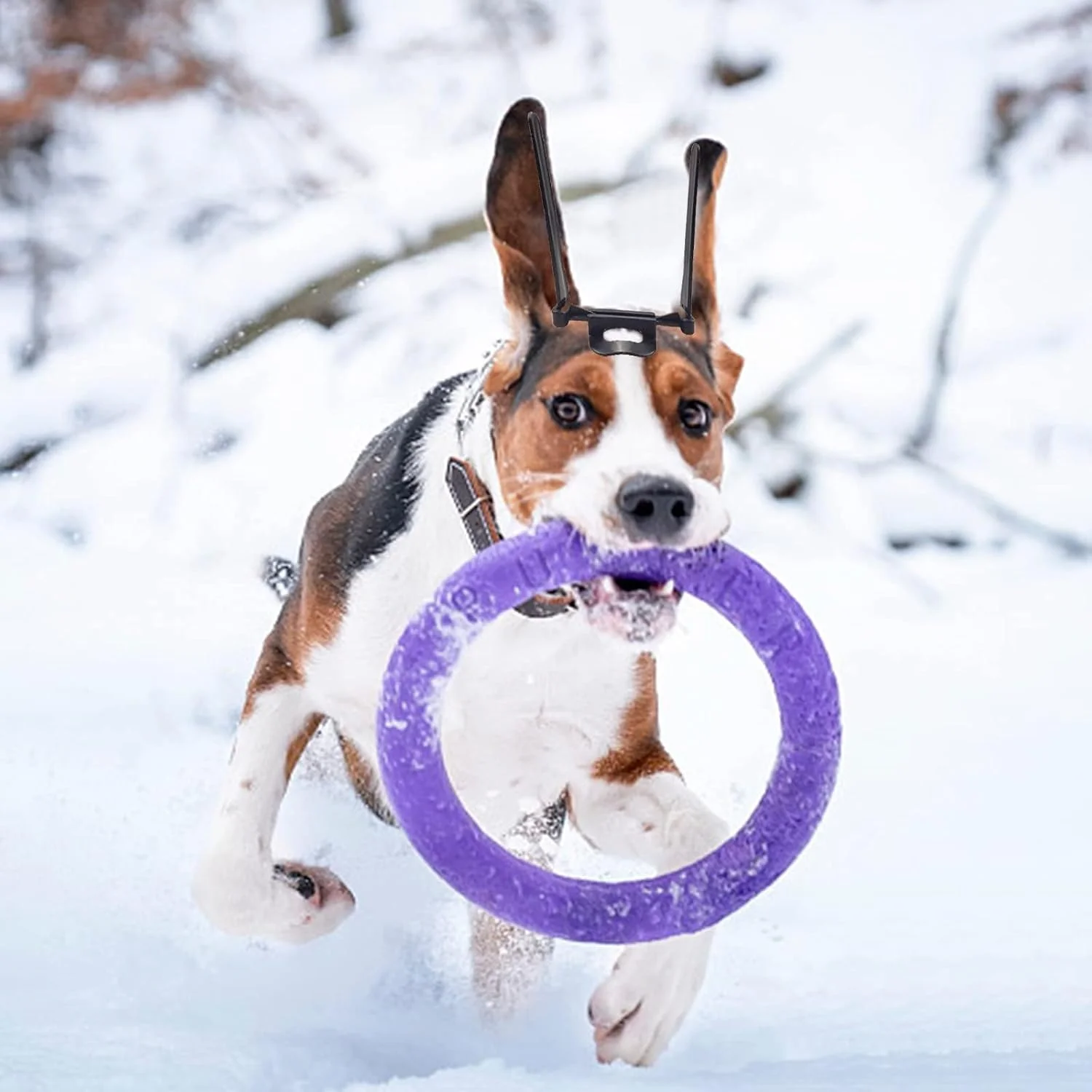 ابزار مراقبت از گوش سگ TERRIFI، نگهدارنده عمودی برای اصلاح گوش حیوانات خانگی، مناسب برای دوبرمن پینچر، ساموید - مشکی