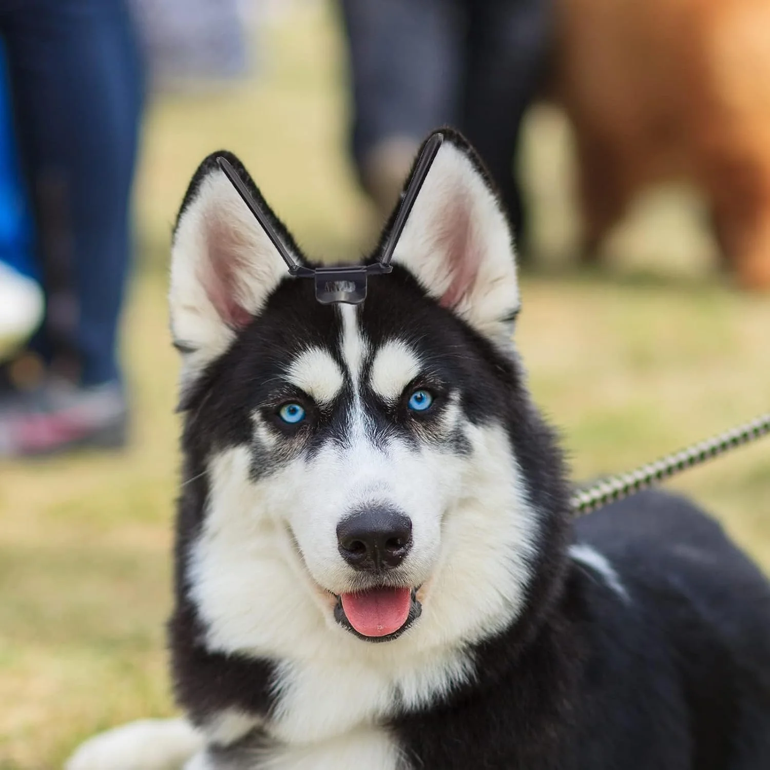 ابزار مراقبت از گوش سگ TERRIFI، نگهدارنده عمودی برای اصلاح گوش حیوانات خانگی، مناسب برای دوبرمن پینچر، ساموید - مشکی