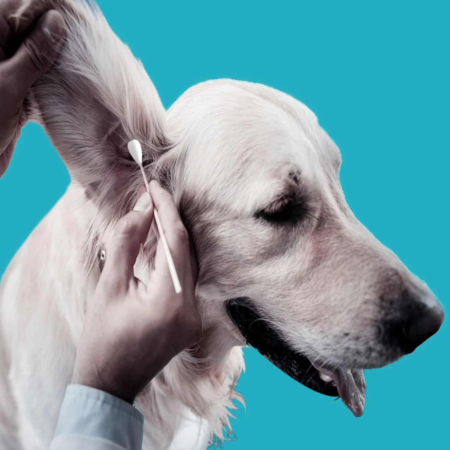 گوش پاک کن پنبه ای 15 سانتی متری Quanzhou Chenchenchen E-Commerce Co.,Ltd با دسته چوبی مناسب برای سگ ها، 200 عدد