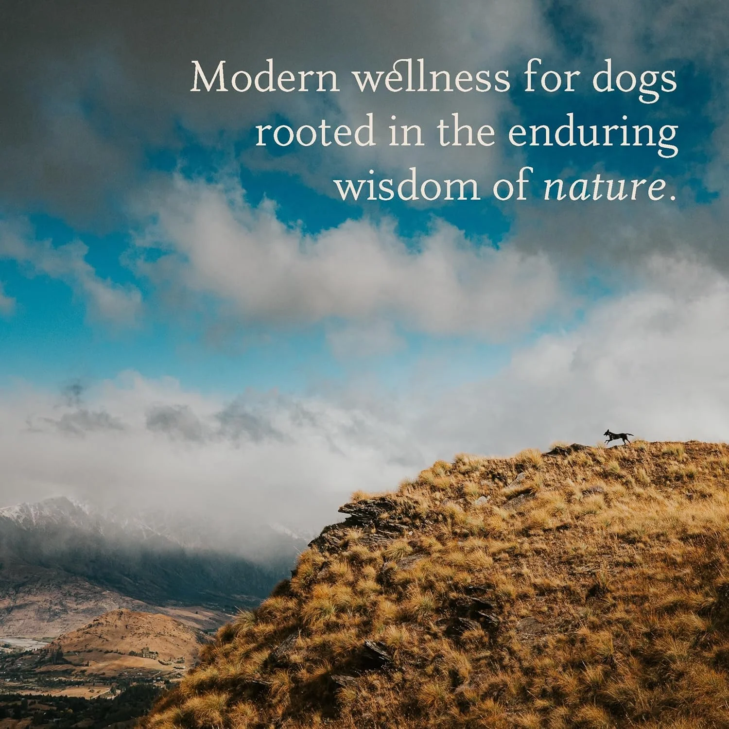 دستمال مرطوب پاک کننده گوش سگ با عسل مانوکا - پاک کننده گوش برای سگ ها برای جلوگیری از خارش گوش و عفونت با آلوئه ورا و عسل مانوکا - 50 عدد دستمال مرطوب پاک کننده گوش سگ با عسل مانوکا - پاک کننده گوش برای سگ ها برای جلوگیری از خارش گوش و عفونت با آلوئه ورا و عسل مانوکا - 50 عدد