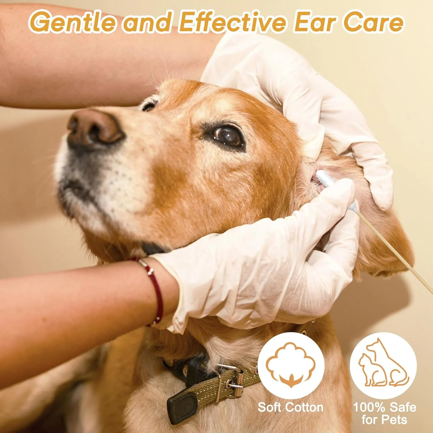 گوش پاک کن بلند 15 سانتی متری پنبه ای برای تمیز کردن گوش سگ - چوب بامبو با نوک پنبه ای فوق العاده جاذب - ایده آل برای مراقبت از گوش حیوانات خانگی، بهداشت حیوانات خانگی، پیشگیری از عفونت گوش (100 عدد گوش پاک کن سر بلند)