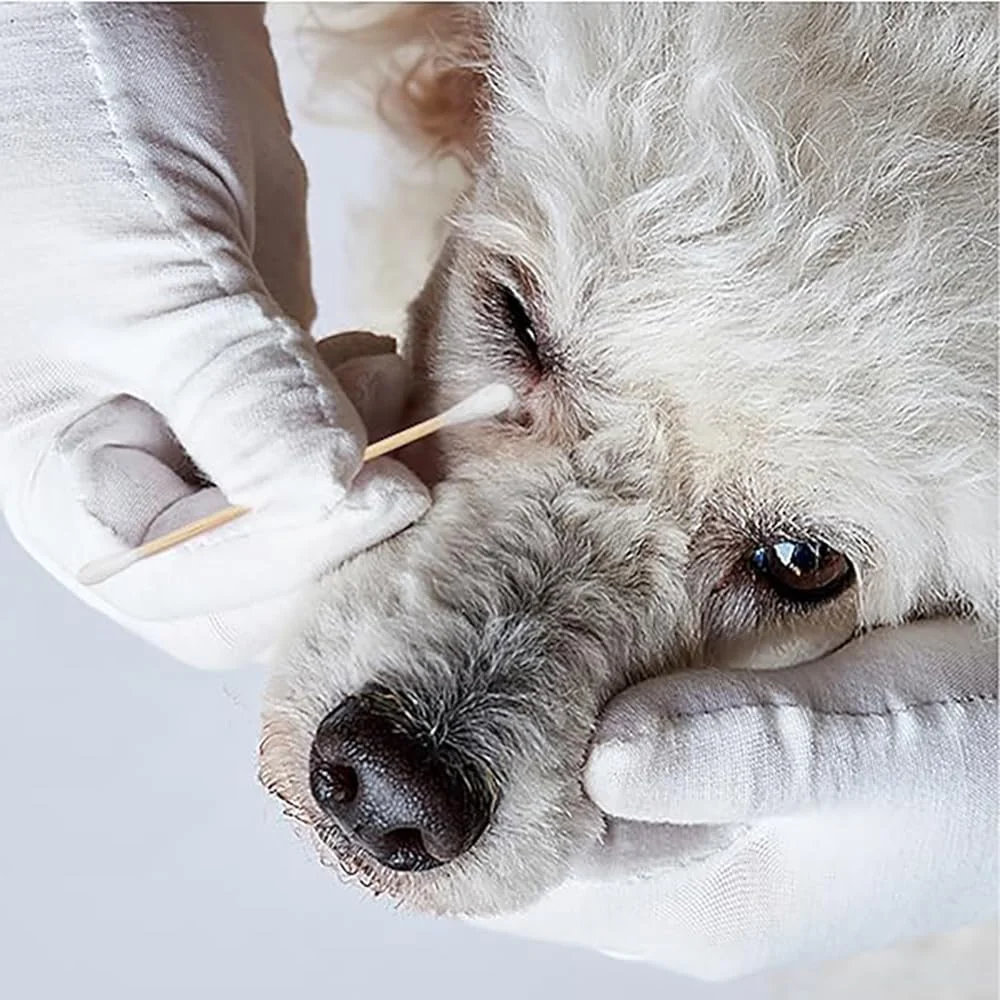 بسته 100 عددی گوش پاک کن پنبه ای برای سگ ها، گوش پاک کن های بلند، پاک کننده گوش برای حیوانات خانگی، چوب های تمیز کننده گوش سگ ها، حیوانات خانگی، گربه ها (15 سانتی متر)