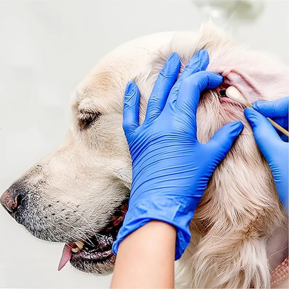 بسته 100 عددی گوش پاک کن پنبه ای برای سگ ها، گوش پاک کن های بلند، پاک کننده گوش برای حیوانات خانگی، چوب های تمیز کننده گوش سگ ها، حیوانات خانگی، گربه ها (15 سانتی متر)