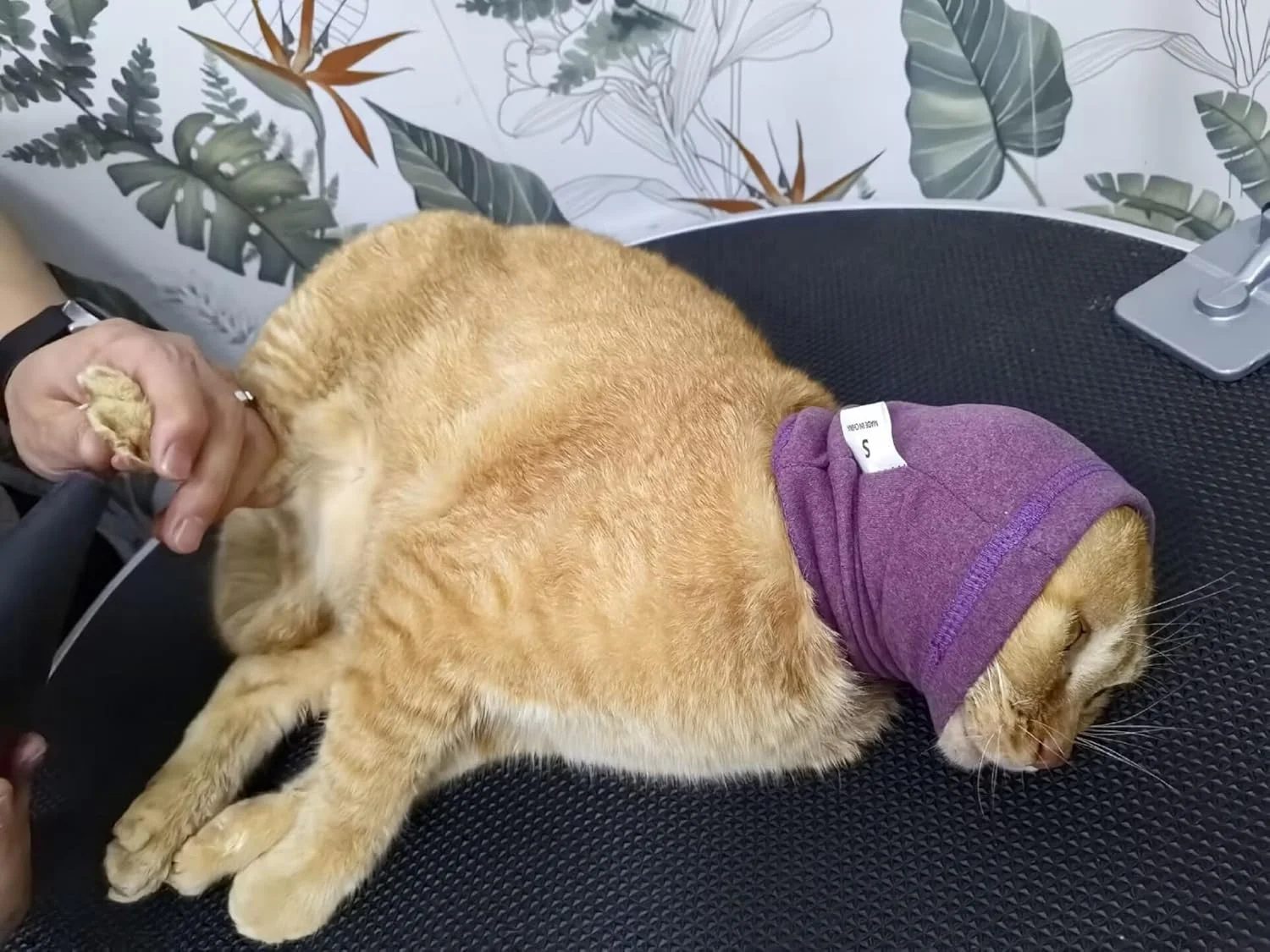 روکش سر گربه، محافظ گوش، آرامش بخش، مناسب برای صدا، رنگ یاسی + آبی فیروزه ای، سایز S