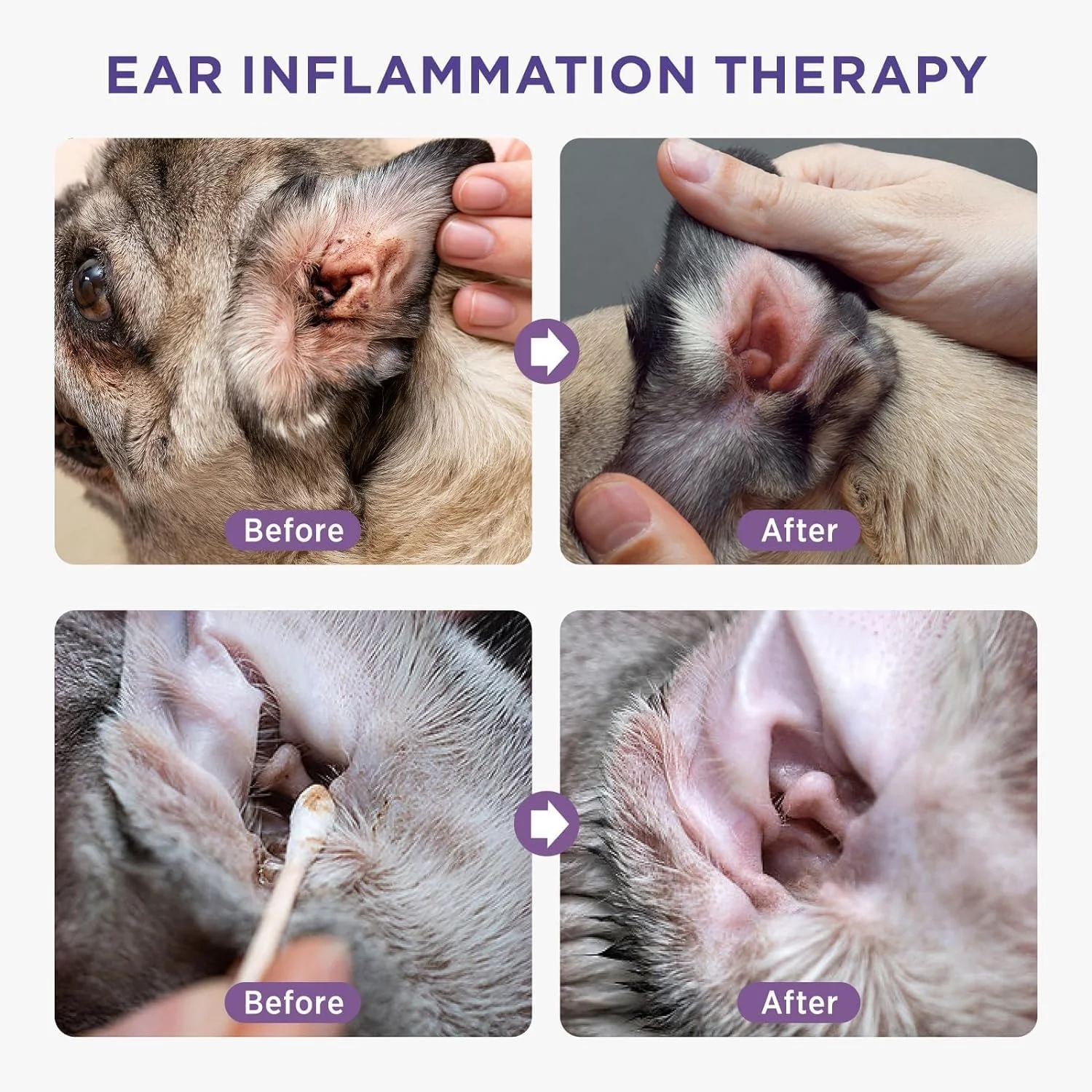 محلول پاک کننده گوش سگ و گربه آزونی - درمان گوش سگ، پاک کننده گوش گربه، محلول تمیز کننده گوش حیوانات خانگی، بوها را درمان و کنترل می کند، گوش ها را سالم نگه می دارد، همراه با 10 سواب، 4 اونس مایع