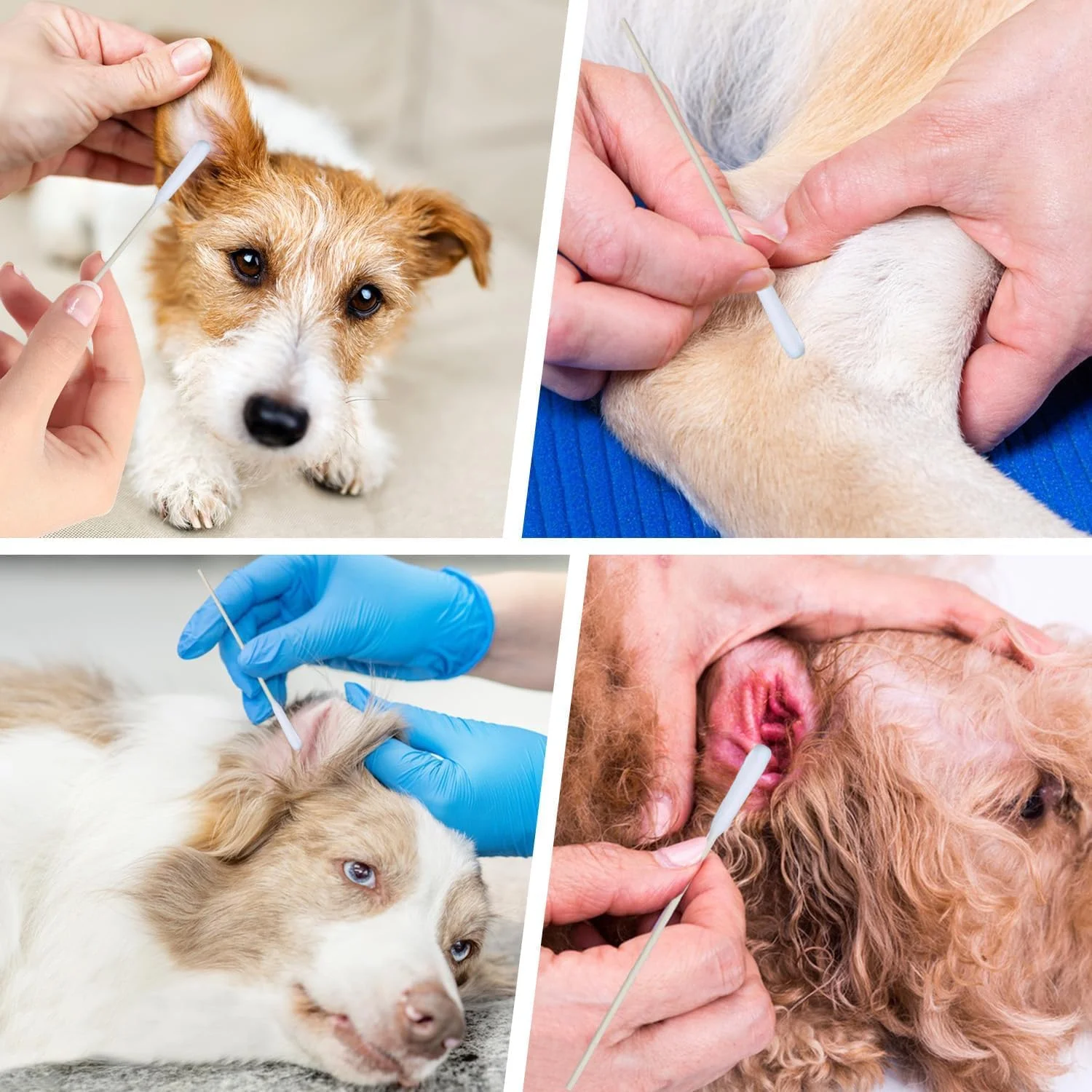 300 عدد گوش پاک کن مخصوص حیوانات خانگی، 12 سانتی متر طول، مناسب برای تمیز کردن گوش سگ و گربه، از بین برنده خارش و جرم گوش